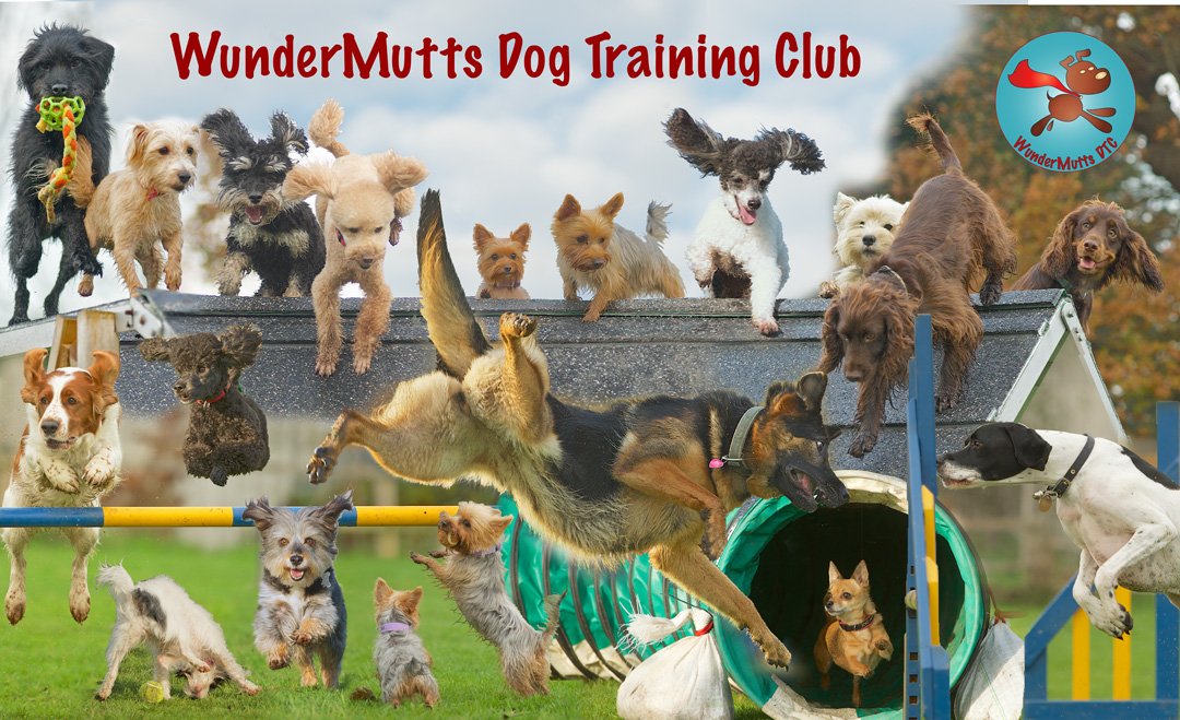 Dog Training Club Montage - Multiple Dogs
