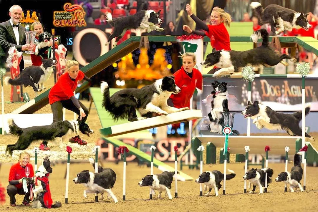 Olympia Montage - One Dog, Two Runs + Presentation