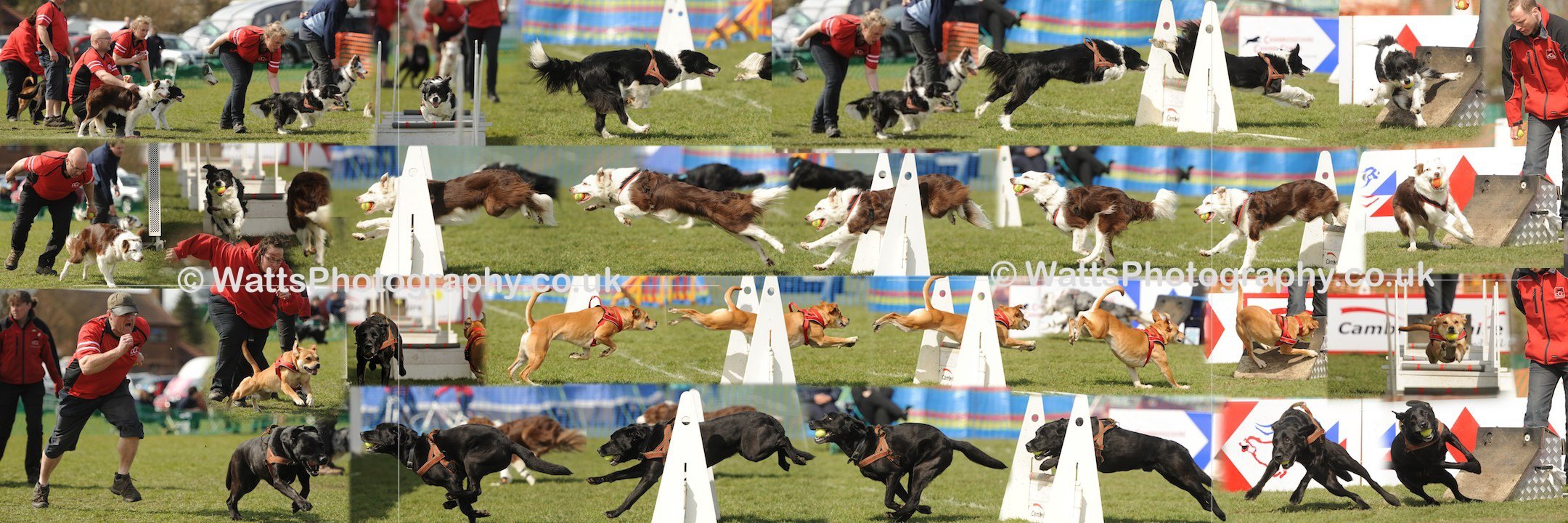 Complete Flyball Team Montage