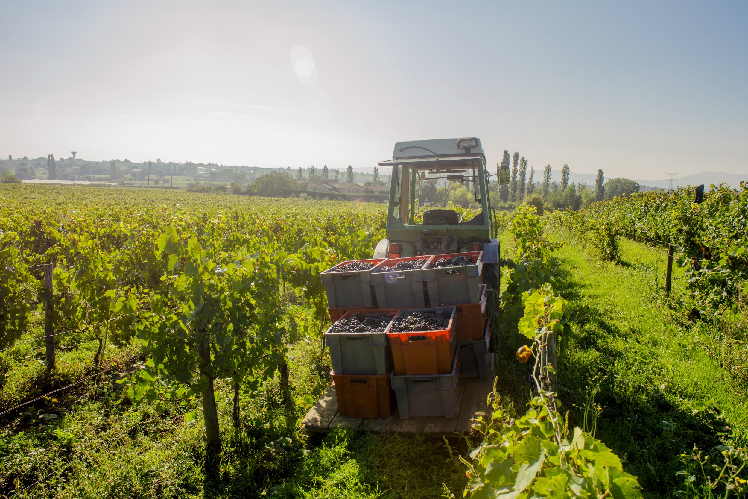 Taluyers-Vendanges-Mélissa-Edo-18.jpg