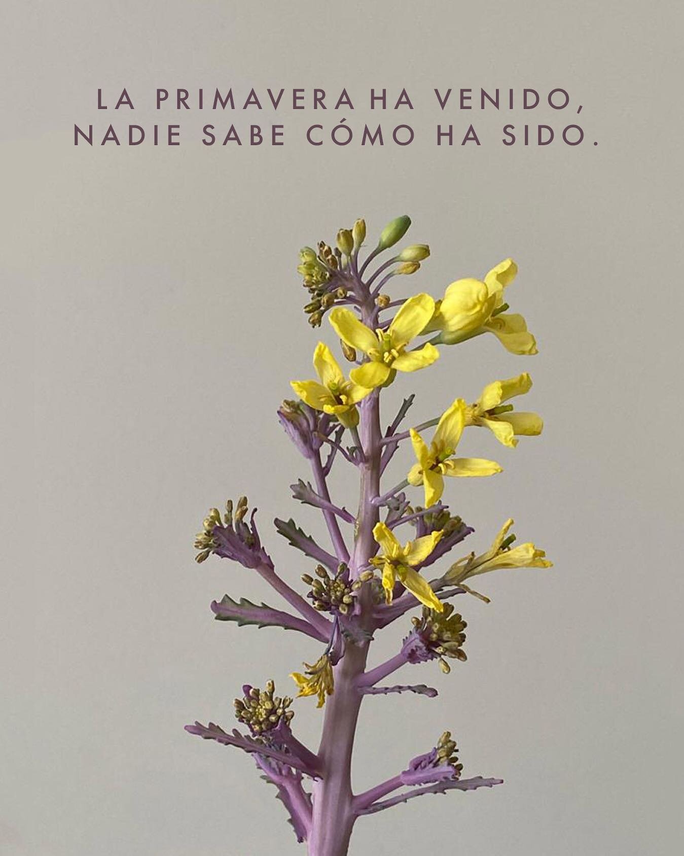 La primavera ha venido, nadie sabe c&oacute;mo ha sido. Antonio Machado. #spring #primavera #lasmusas #joseignaciouruguay #joseignacio #yogaretreats #yogaflowers