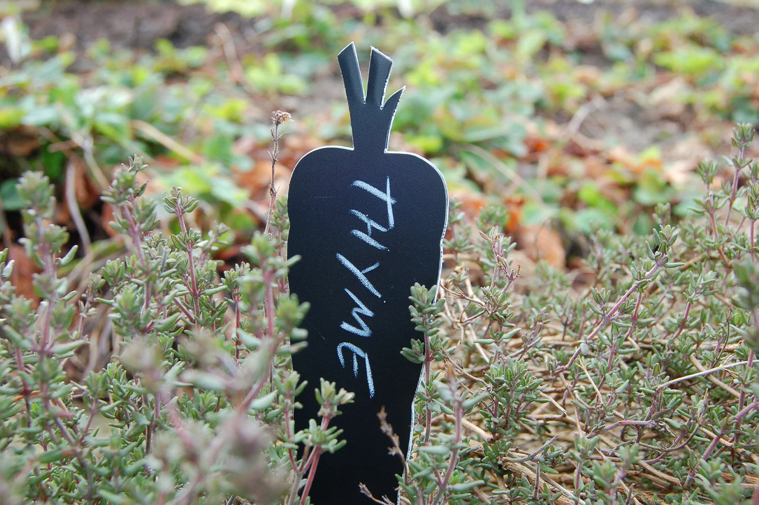 Blue-Marmalade-Grow-plant-label-recycled-plastic-thyme.jpg