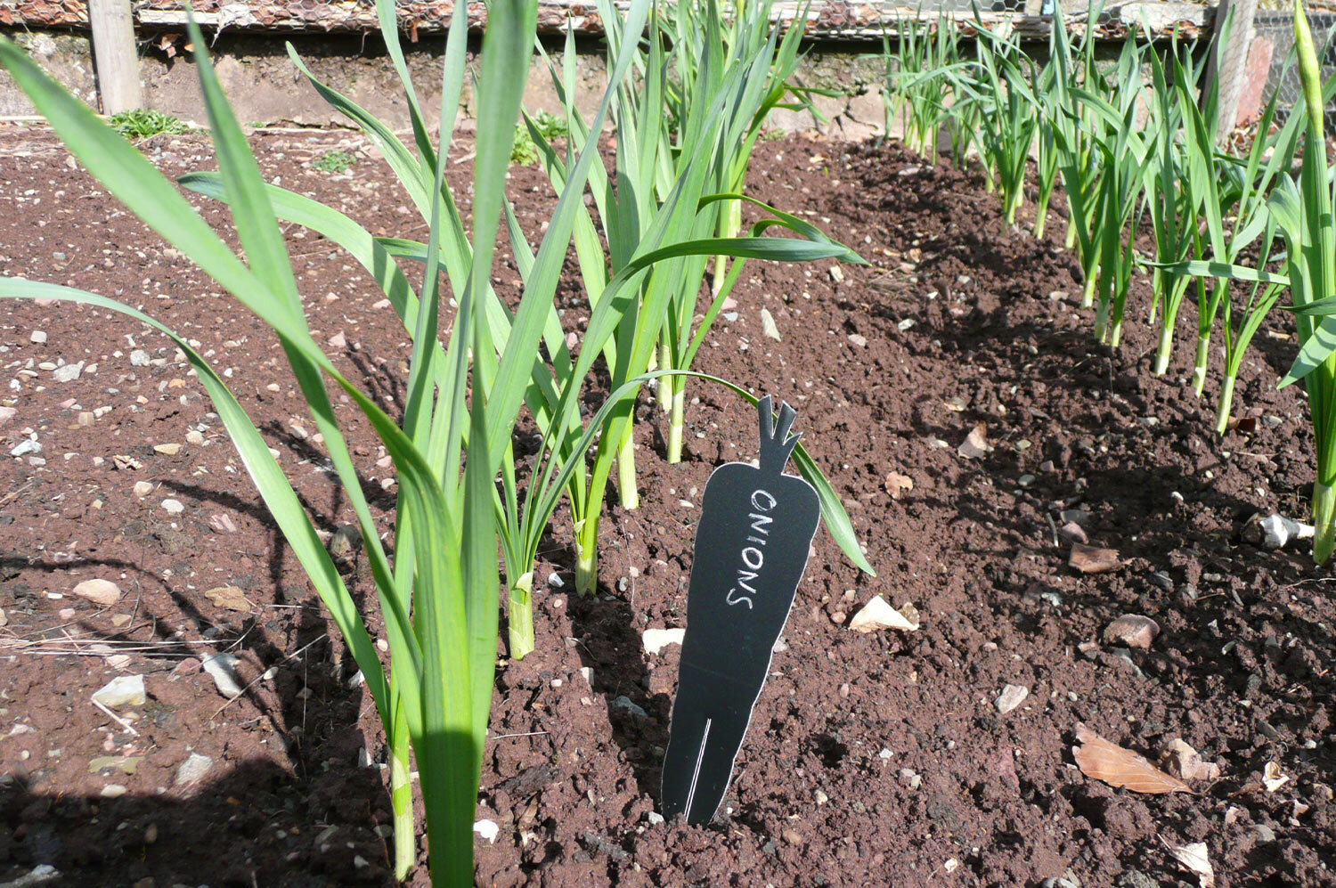 Blue-Marmalade-Grow-plant-label-recycled-plastic-onions.jpg