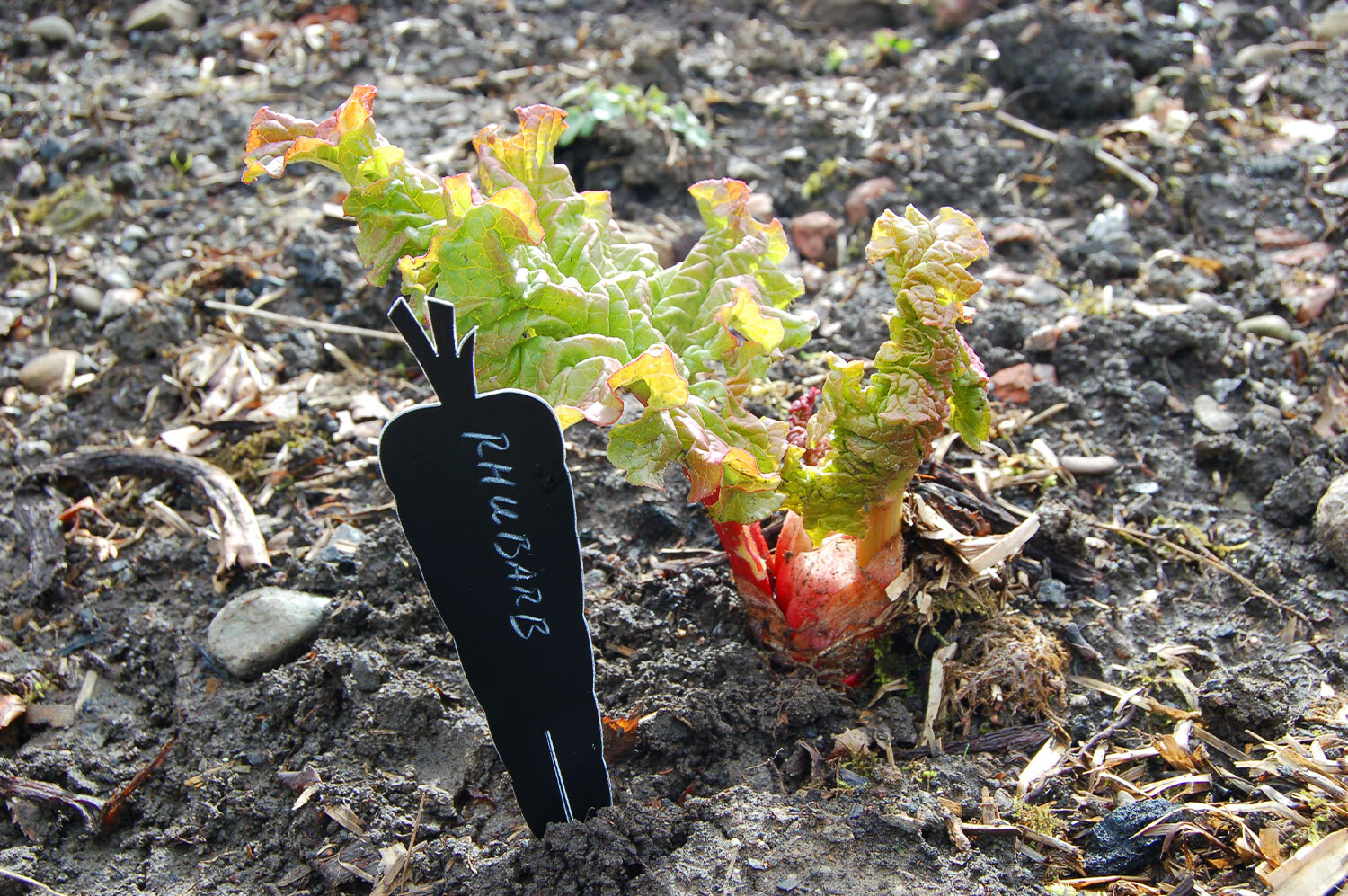 Blue-Marmalade-Grow-plant-label-recycled-plastic-rhubarb.jpg