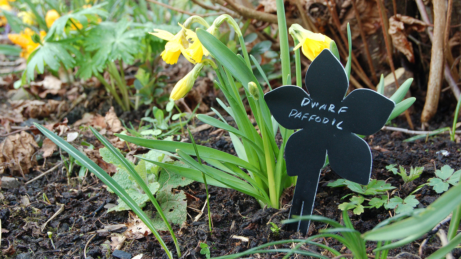 Blue-Marmalade-Forget-me-not-plant-label-reusable-recycled-plastic.jpg