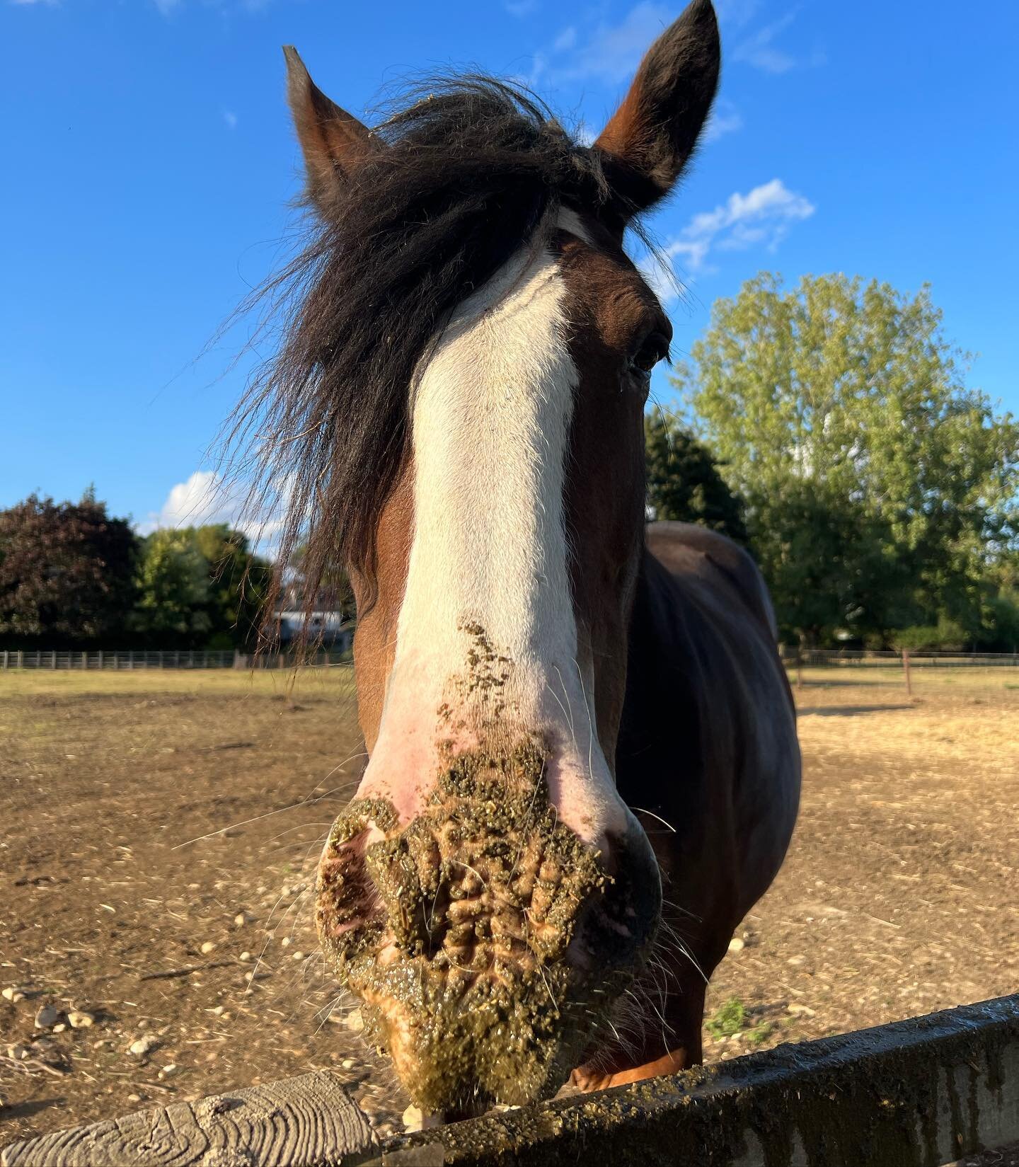 POLITE REMINDER ALERT 🚨 

Happy Sunday and we are sorry to have to send out a grumpy Sunday morning reminder but there were many of you ignoring our request not to feed the horses yesterday. 

Please DO NOT feed our new horse Bridie, we have already
