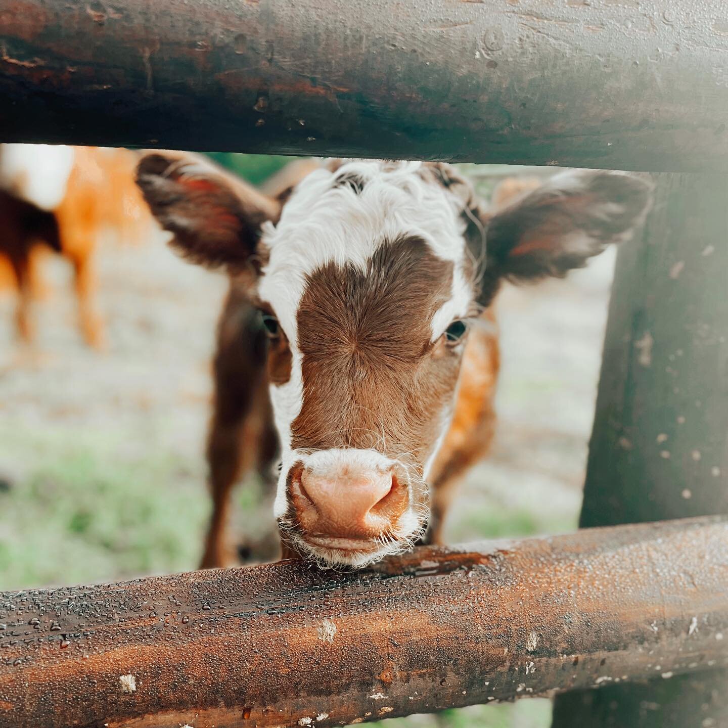 New arrival alert 🚨 

Meet Cadbury a beautiful little Hereford X calf. 

Happy Friday 🐄 

#friday 
#rutlandfarmpark 
#discoverrutland 
#rutland 
#nativebreed 
#familyfun 
#farmpark 
#lincolnshire 
#northamptonshire 
#leicestershirebusiness