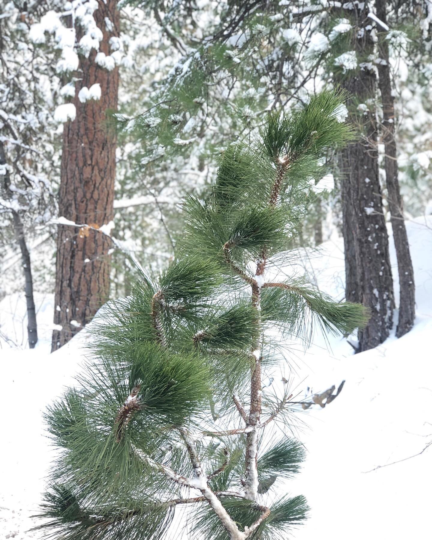 Welcome 2021 and winter in Southern Cal ❄️ Lately... We have made a couple trips up to our local mountains to play, ski and wander... am savoring chilly evenings at home... still lighting the evergreen-scented candles and leaving up the pinecones and