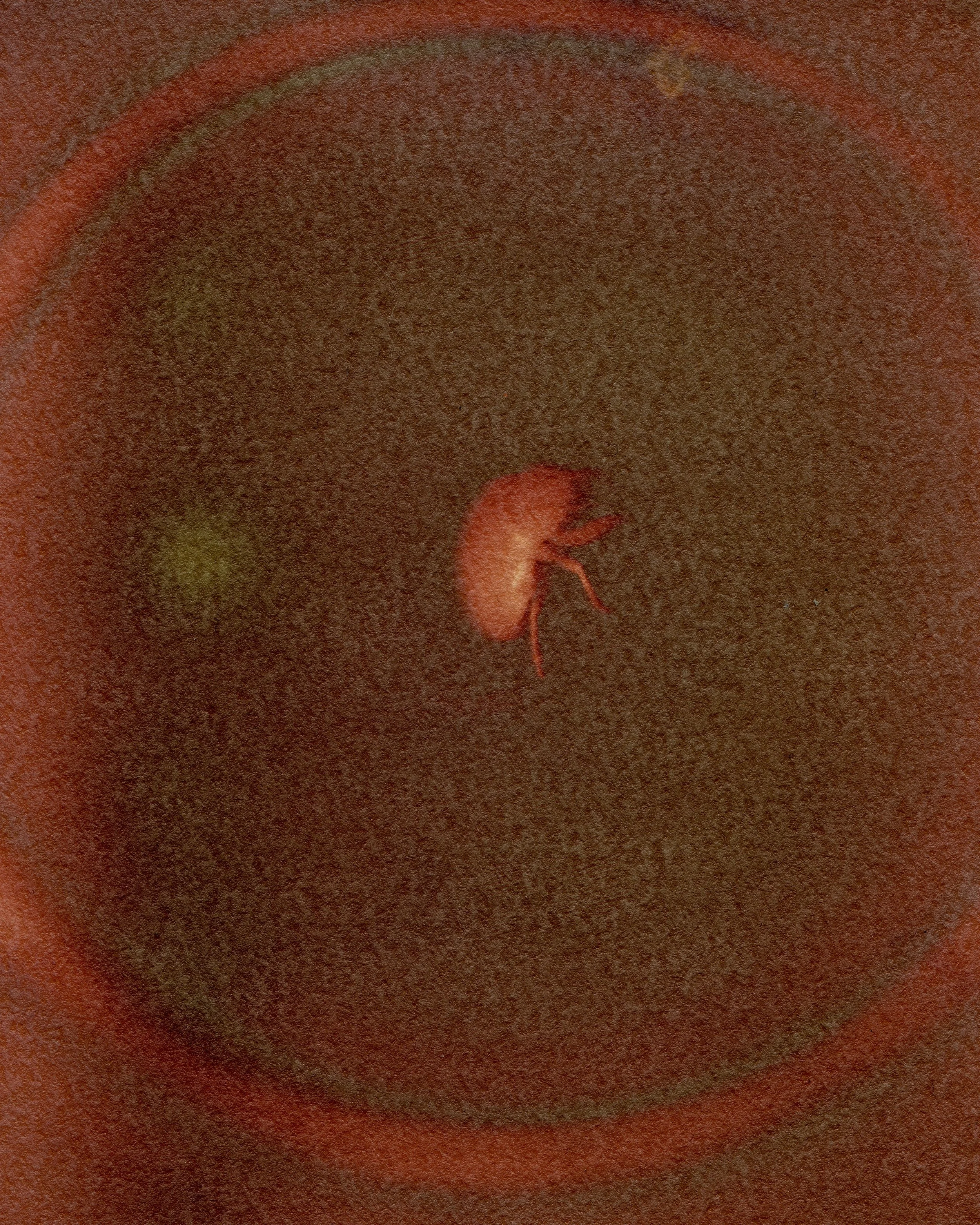 26 lumen cicada shell fixed 2 01 Crop copy.jpg