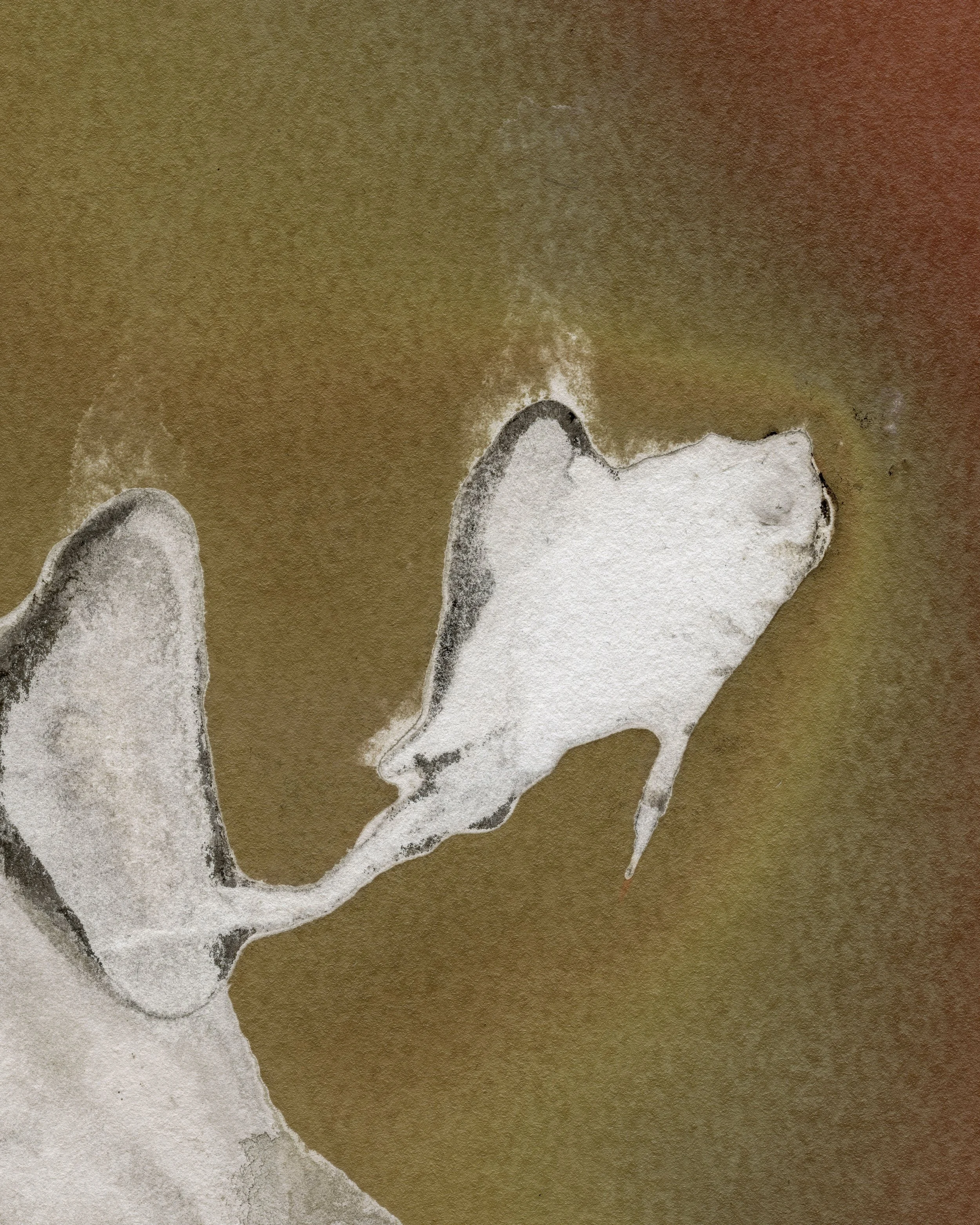 16 Fish Ilford ARt300 Hypo Fixed 7-7-25 Crop copy.jpg