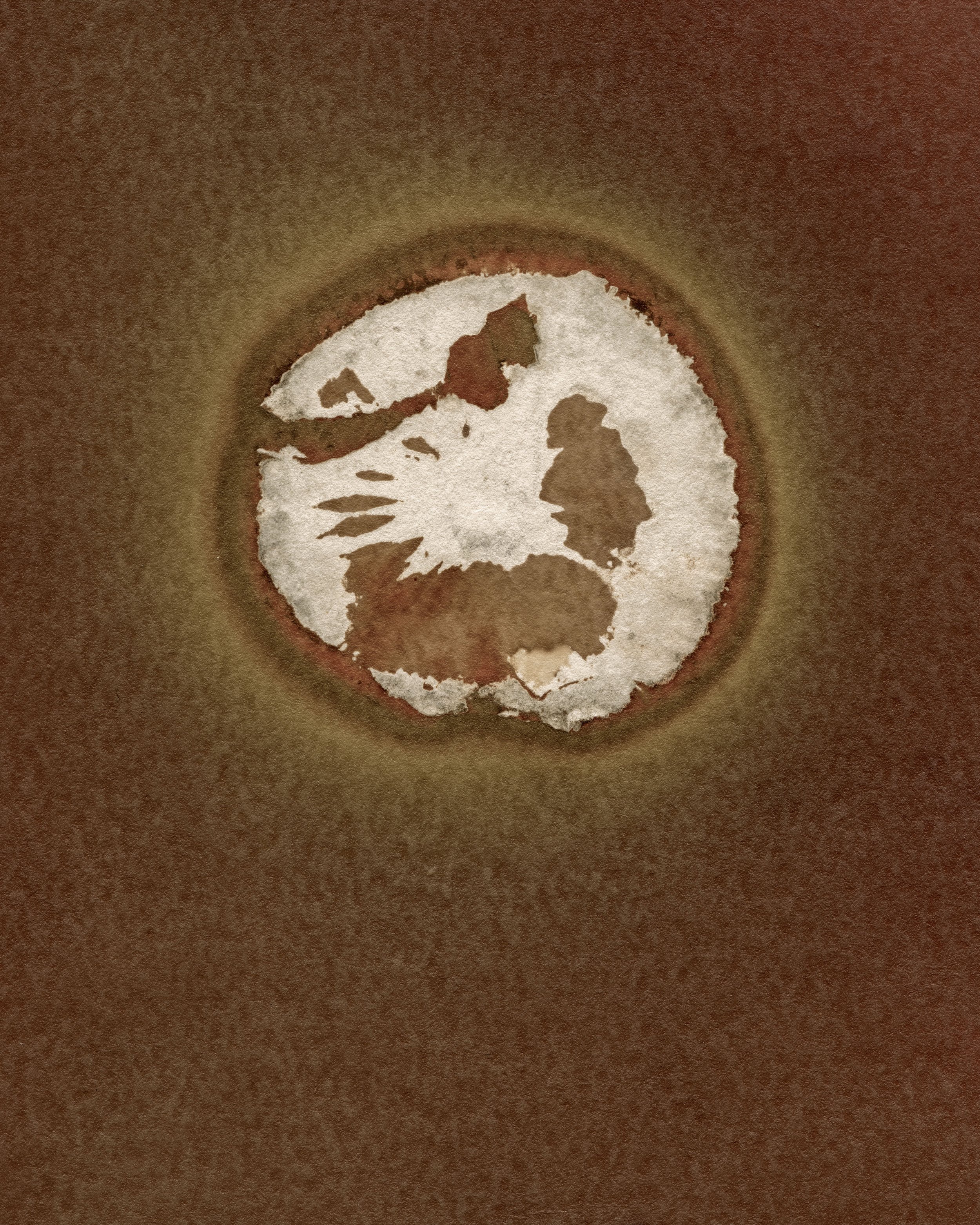 6 Mushroom 2 fixed 01 Crop copy.jpg