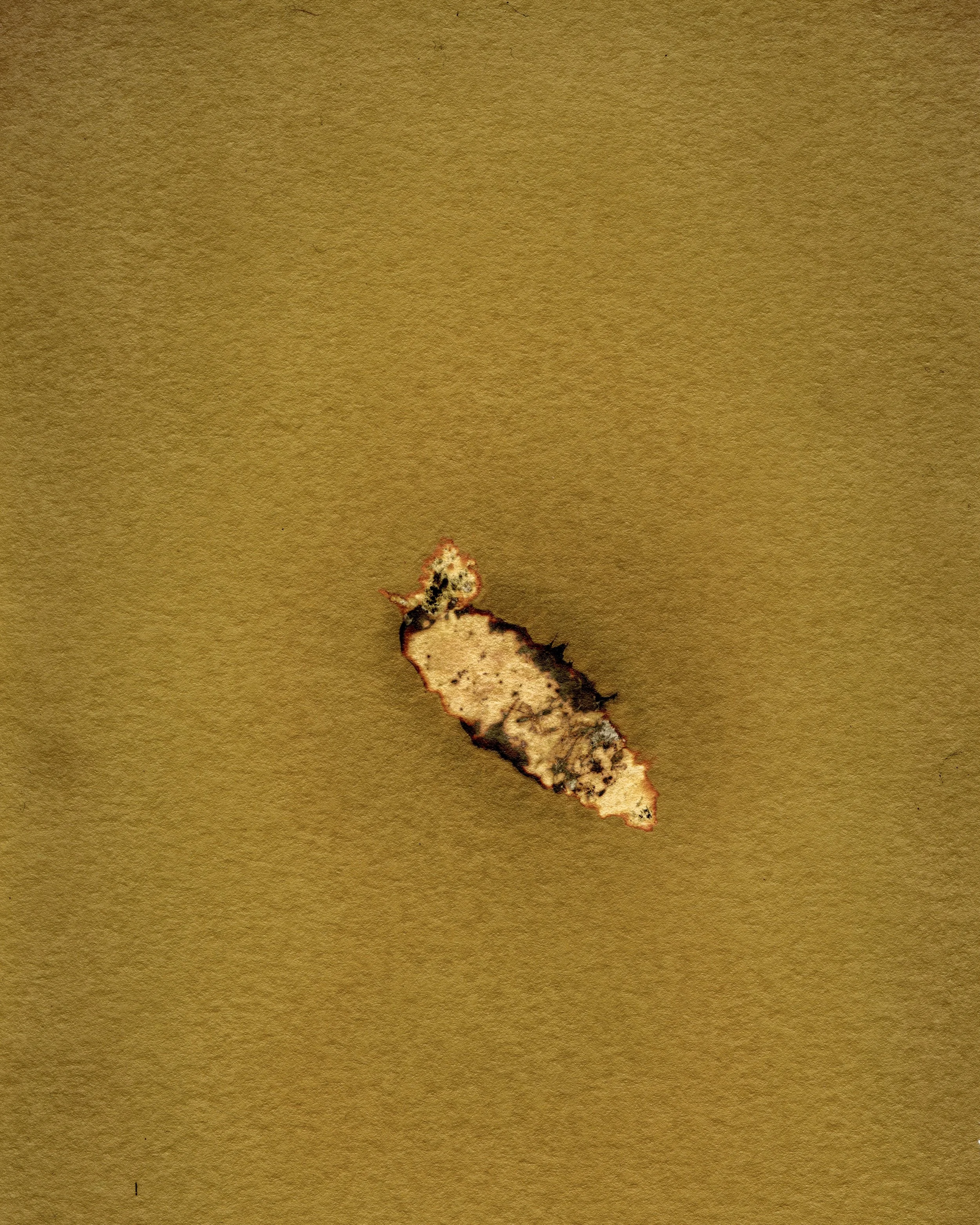 30 Caterpiller fixed01 Crop.jpg