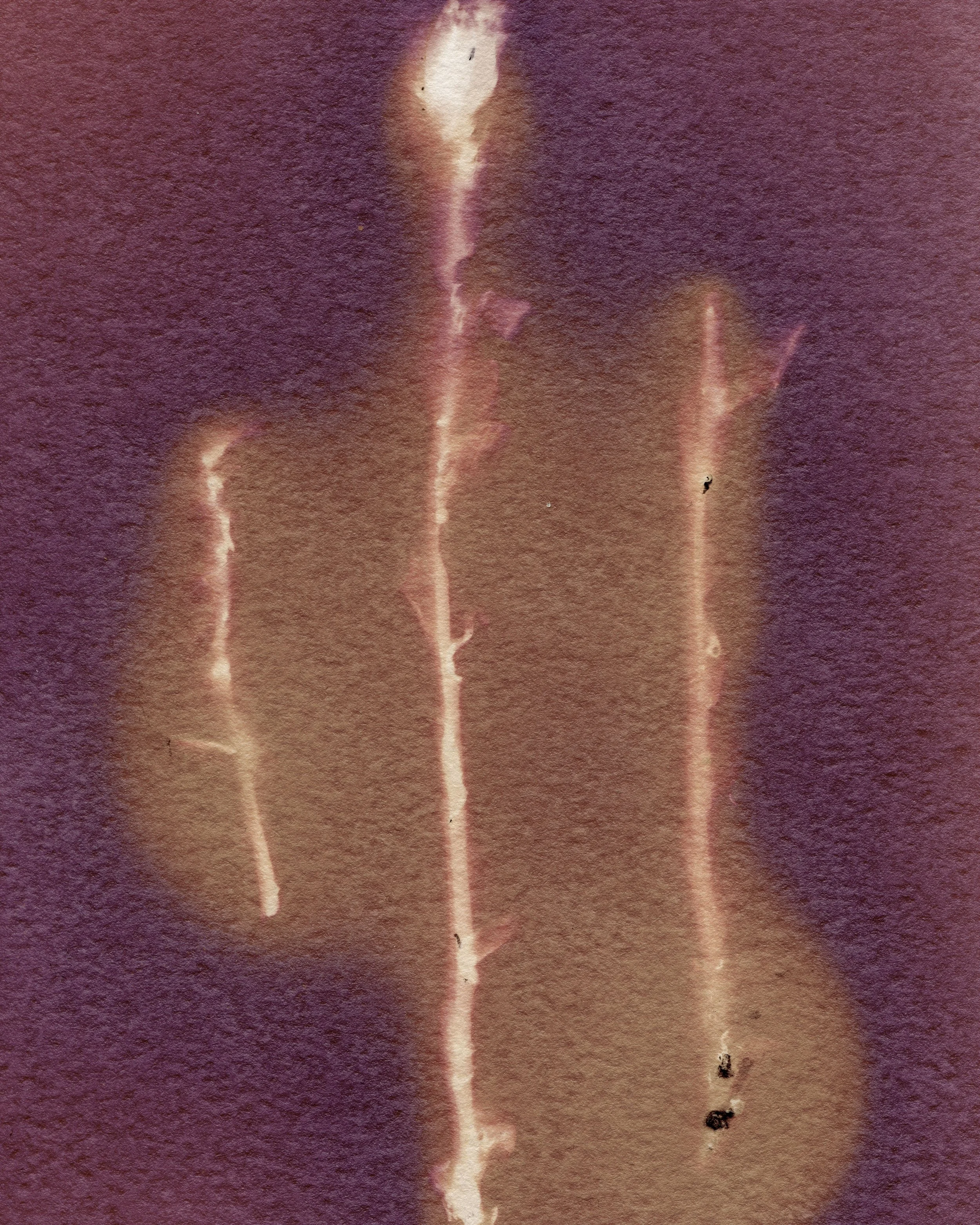 1 Ghost Pipes -fixed01 Crop copy.jpg