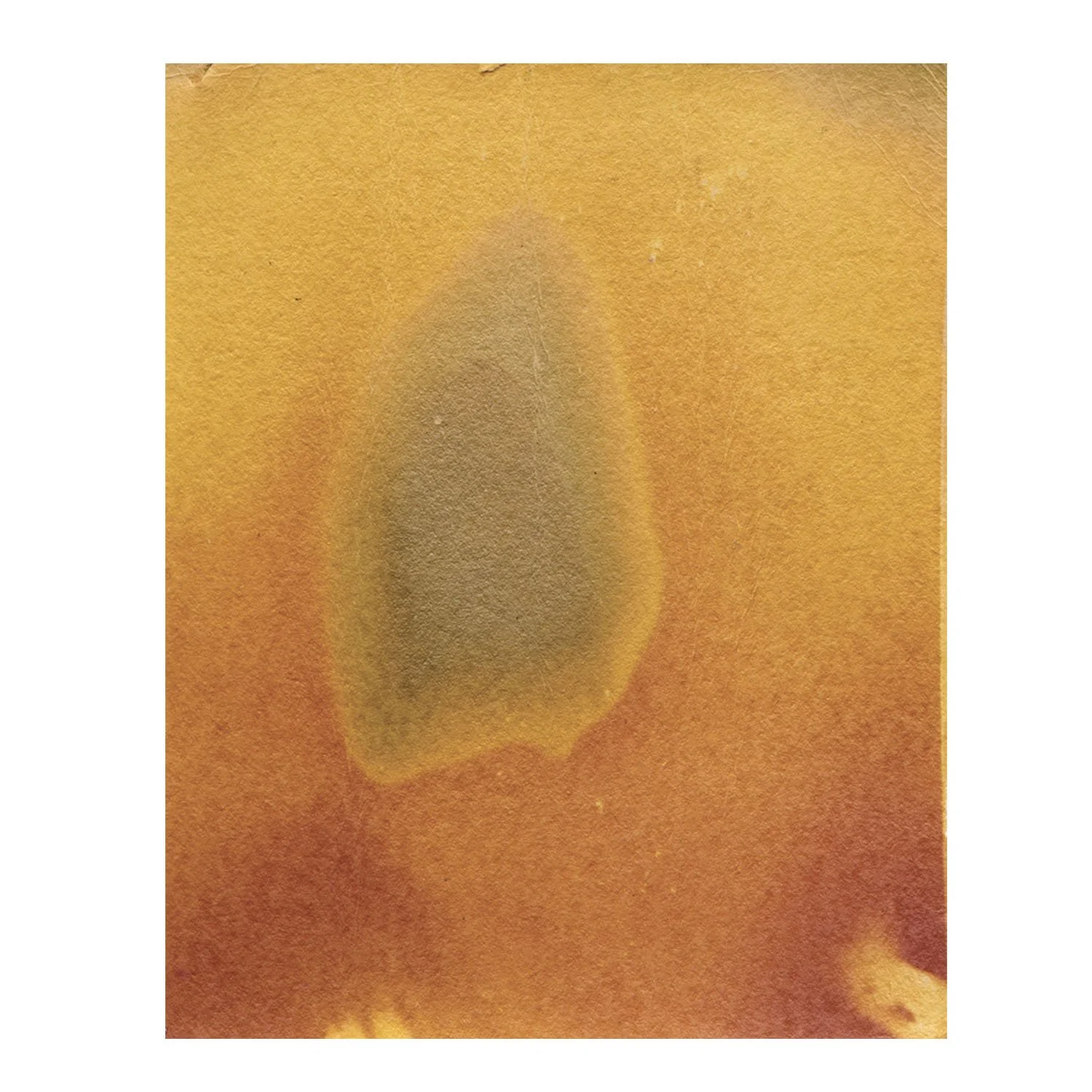 In Bark Light on white sq web LG copy.jpg