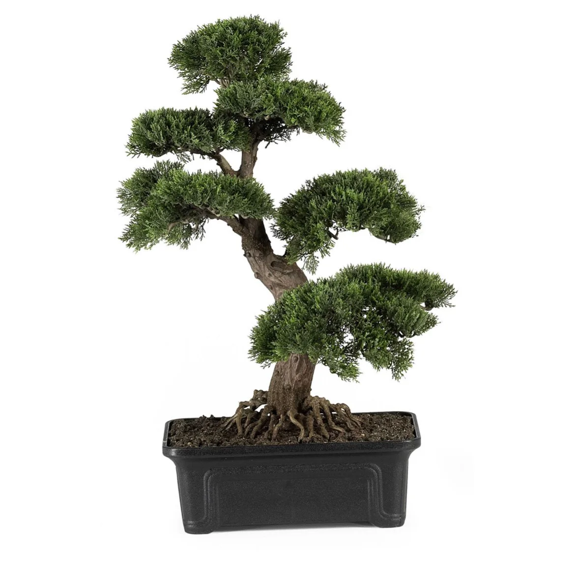 Bonsai Tree - Original purchased tree