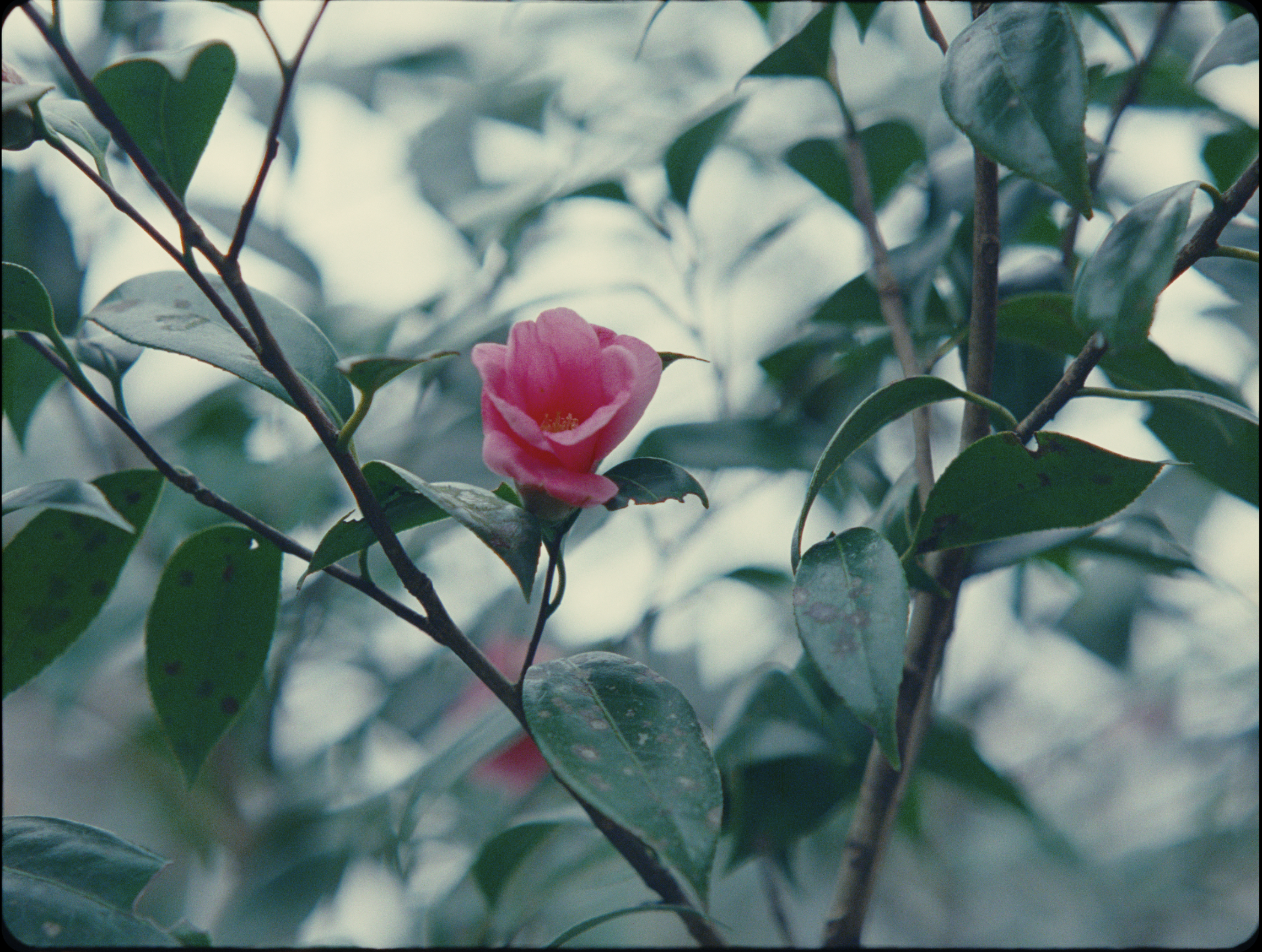 Screenshot 2026-02-25 at 7.05.55 PM.png