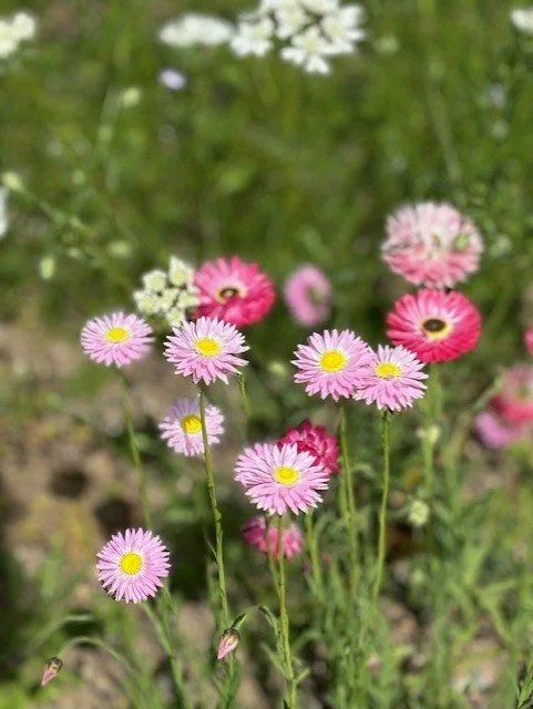 Beautiful pink spring flowers from the garden