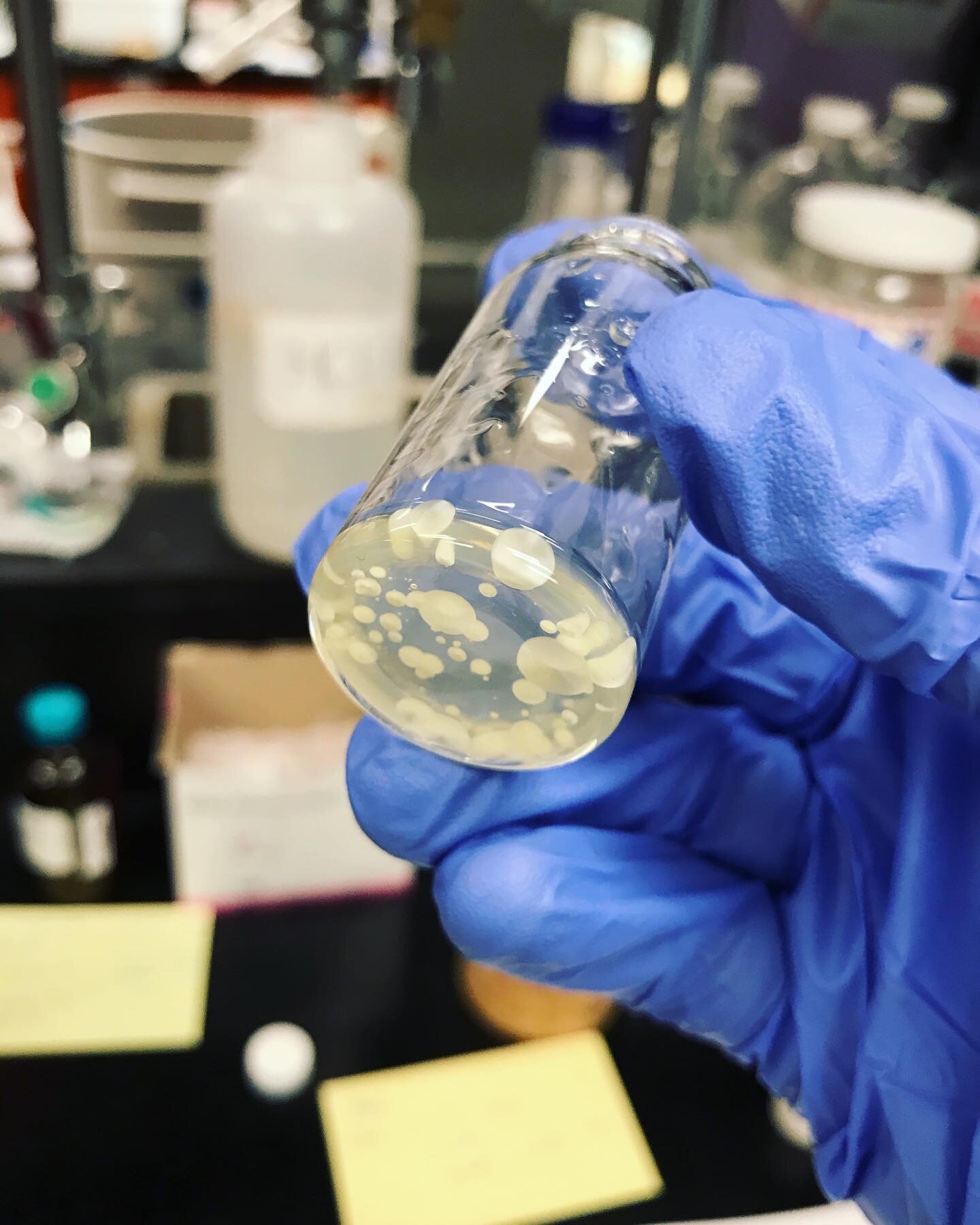 Crystals growing like bacteria growing in a petri-dish 👀💎🦠 

#chemistry #science #organicchemistry #ochem #synthesis #synthetic #crystals #research #ochem #instachemistry #instascience #gradschool #uottawa