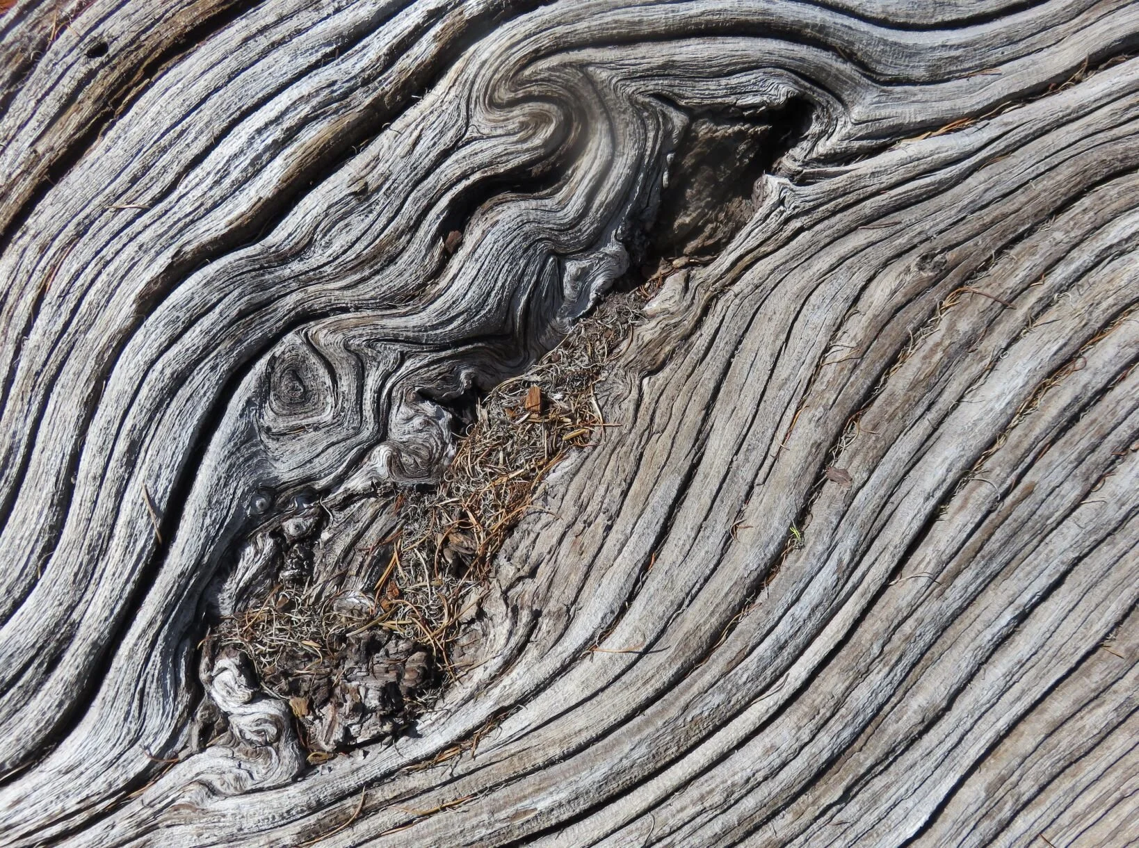 Weathered Wood by Jonathan Scherer