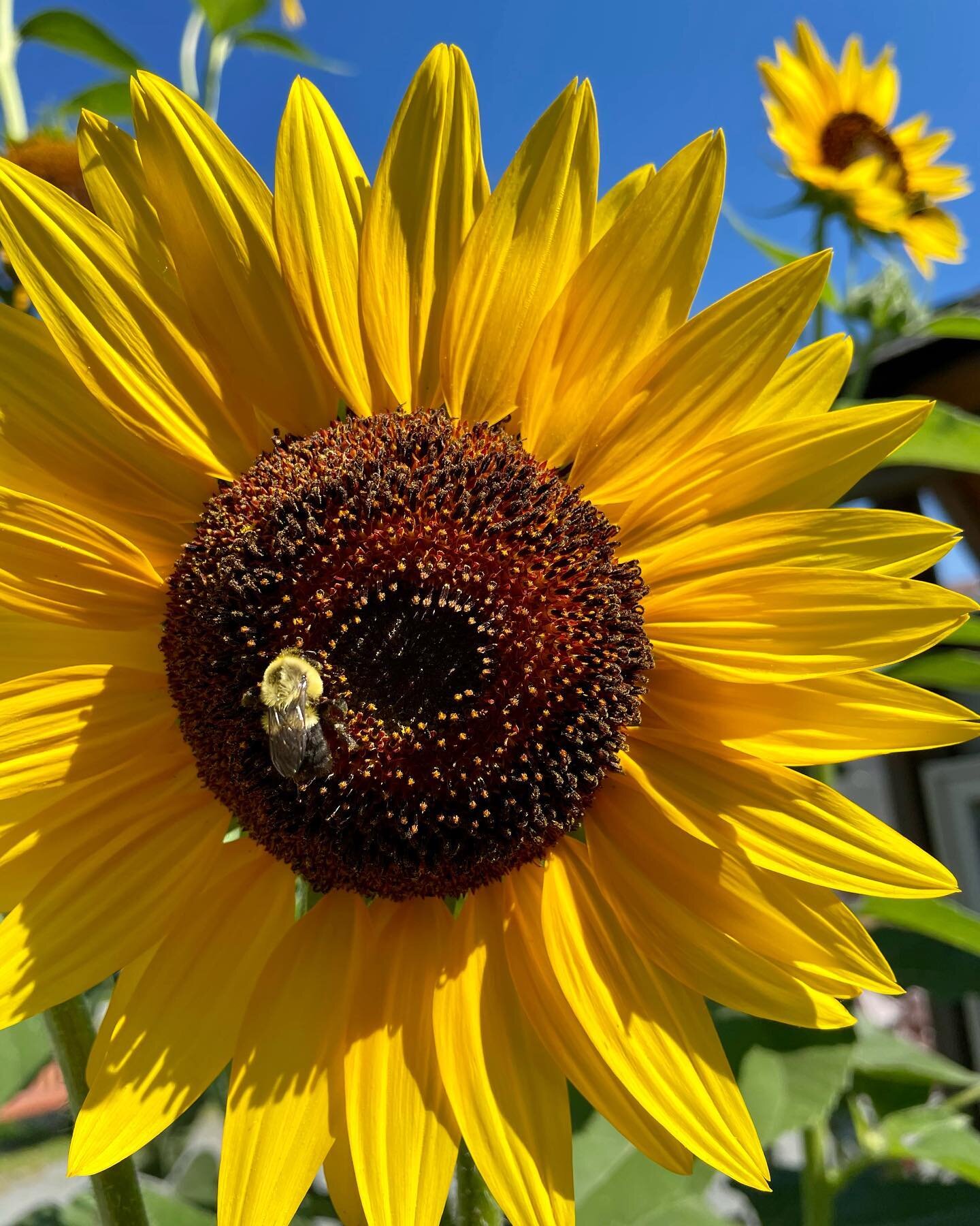 The little things that make the world go round&mdash;- 

Pollinators such as bees &amp; butterflies are essential to the production of our food 🌱

&ldquo;An estimated 85% of the world&rsquo;s flowering plants depend on animals&ndash;mostly insects&n