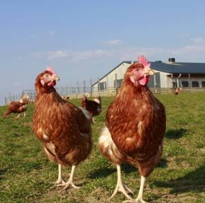 Local_yolks_hens.jpeg