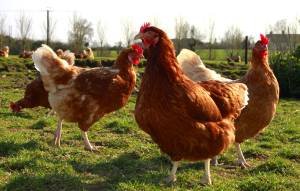 local_yolks_chickens.jpeg