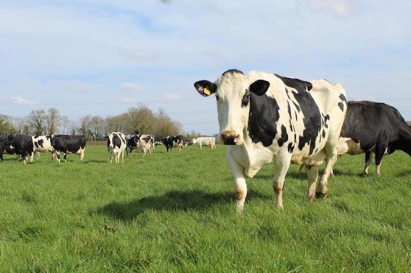 cow_cotteswold.jpeg