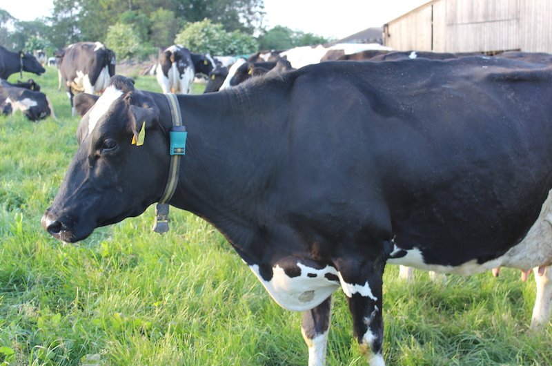 cow_cotteswold2.jpeg