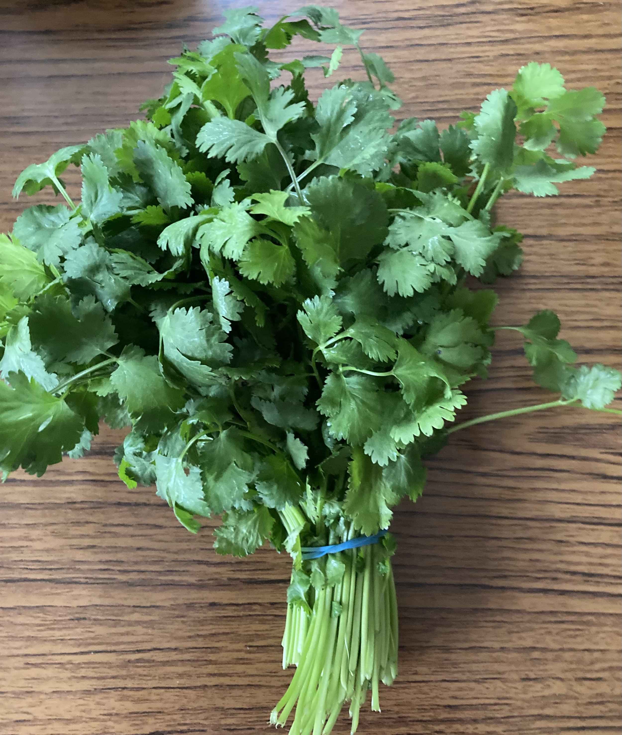 coriander.jpeg