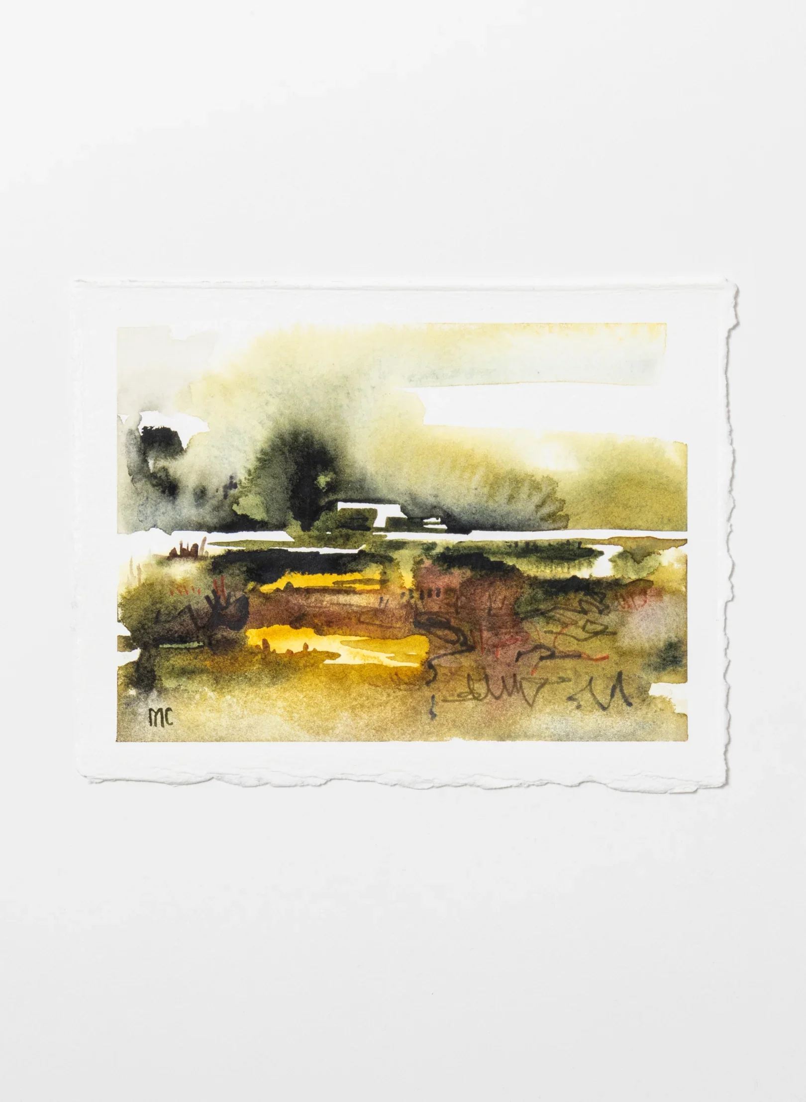 Mangrove Study II
