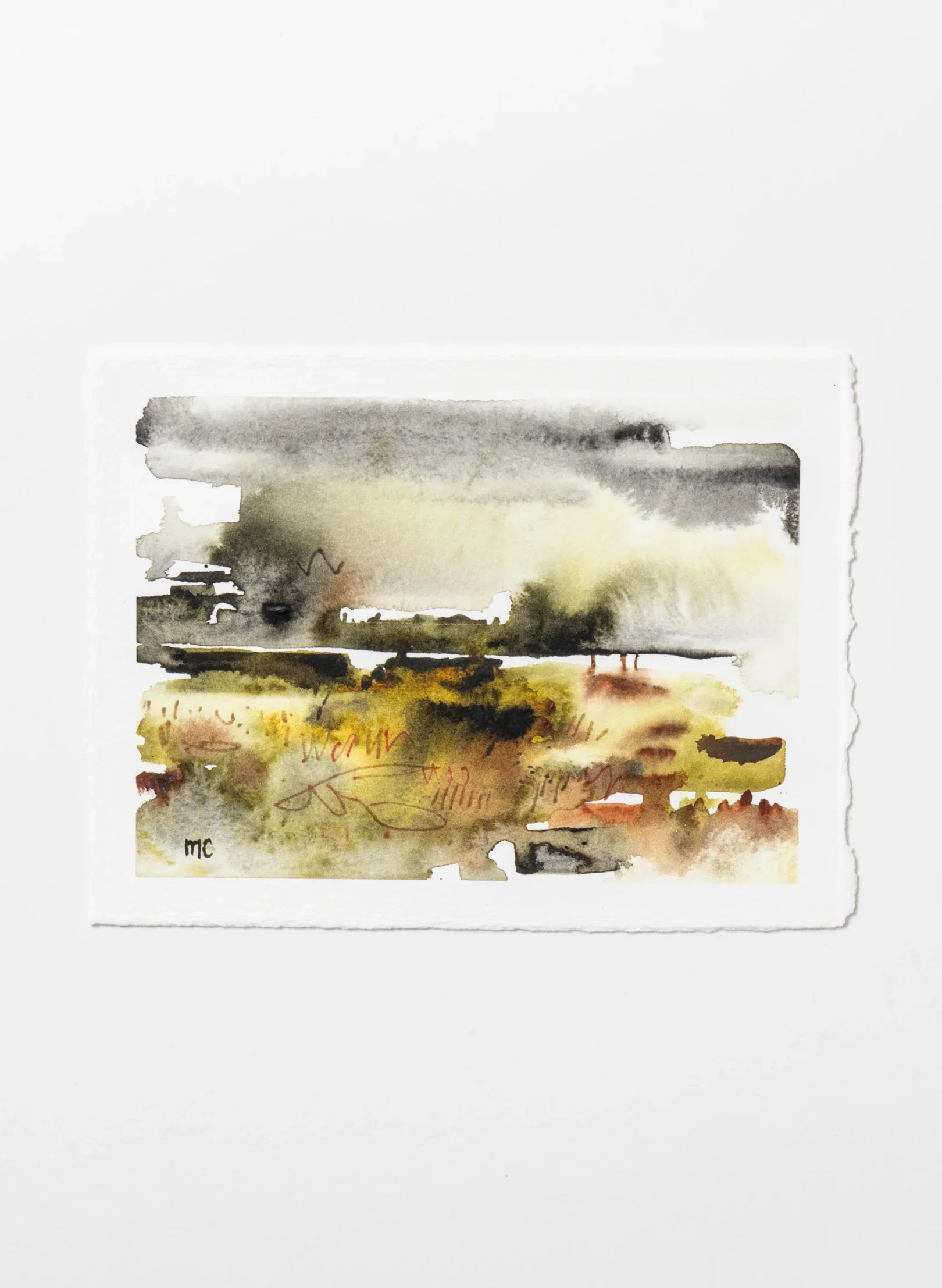 Mangrove Study III