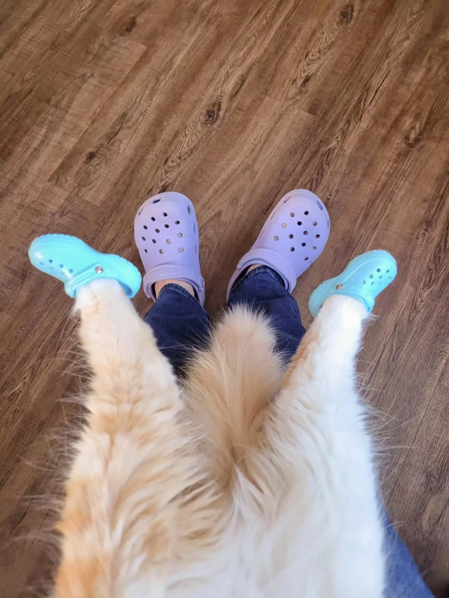 Cadence, did you buy crocs for your cat? En esta economia? Yes I did because the world feels horrible rn and I needed the dopamine ok