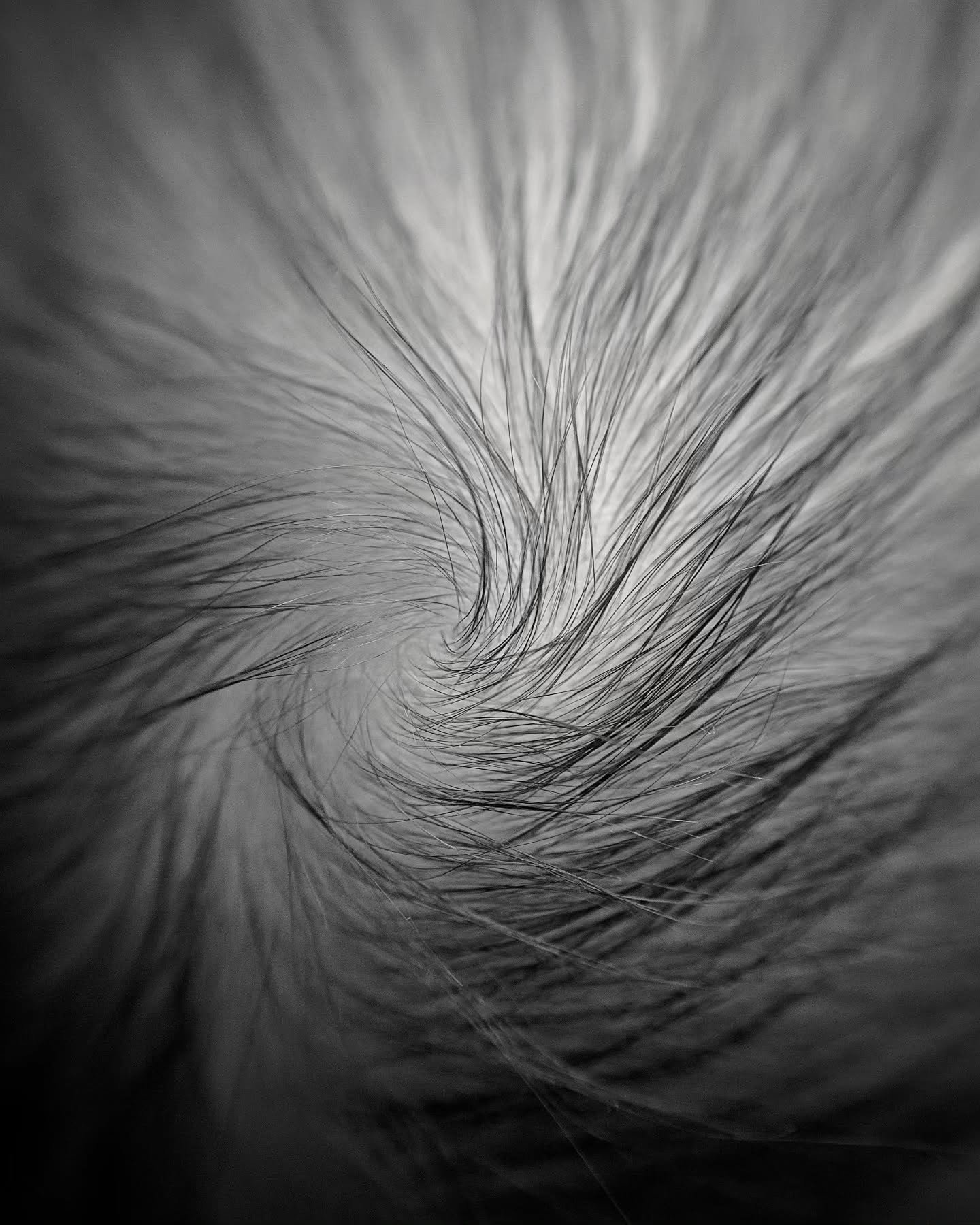 Spotting fibonacci spirals in newborn details