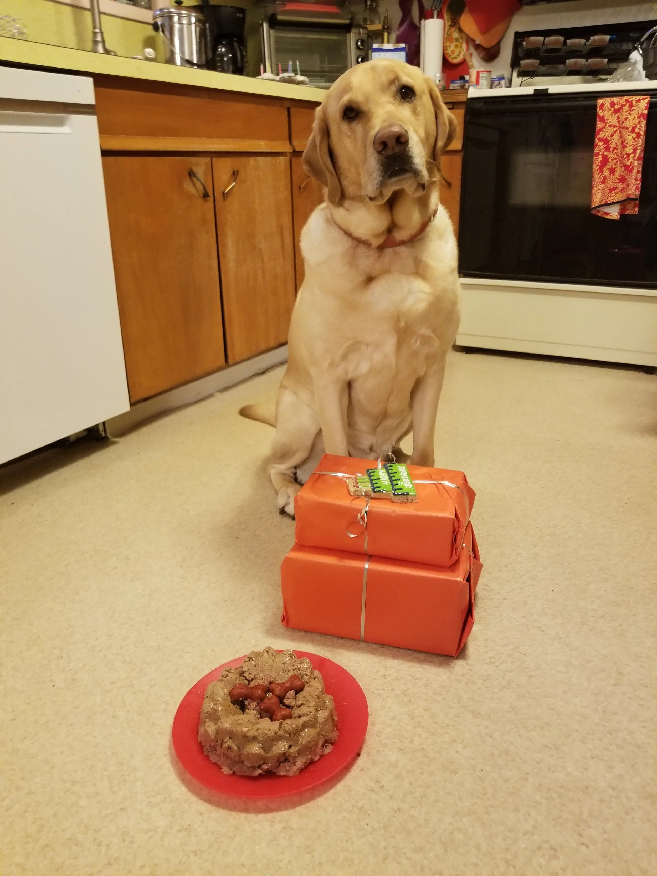 A yellow Labrador Retriever dog sitting on a kitchen floor behind two wrapped presents and a dog food cake on a red plate, in a kitchen with wooden cabinets, a white oven, and various kitchen items in the background.