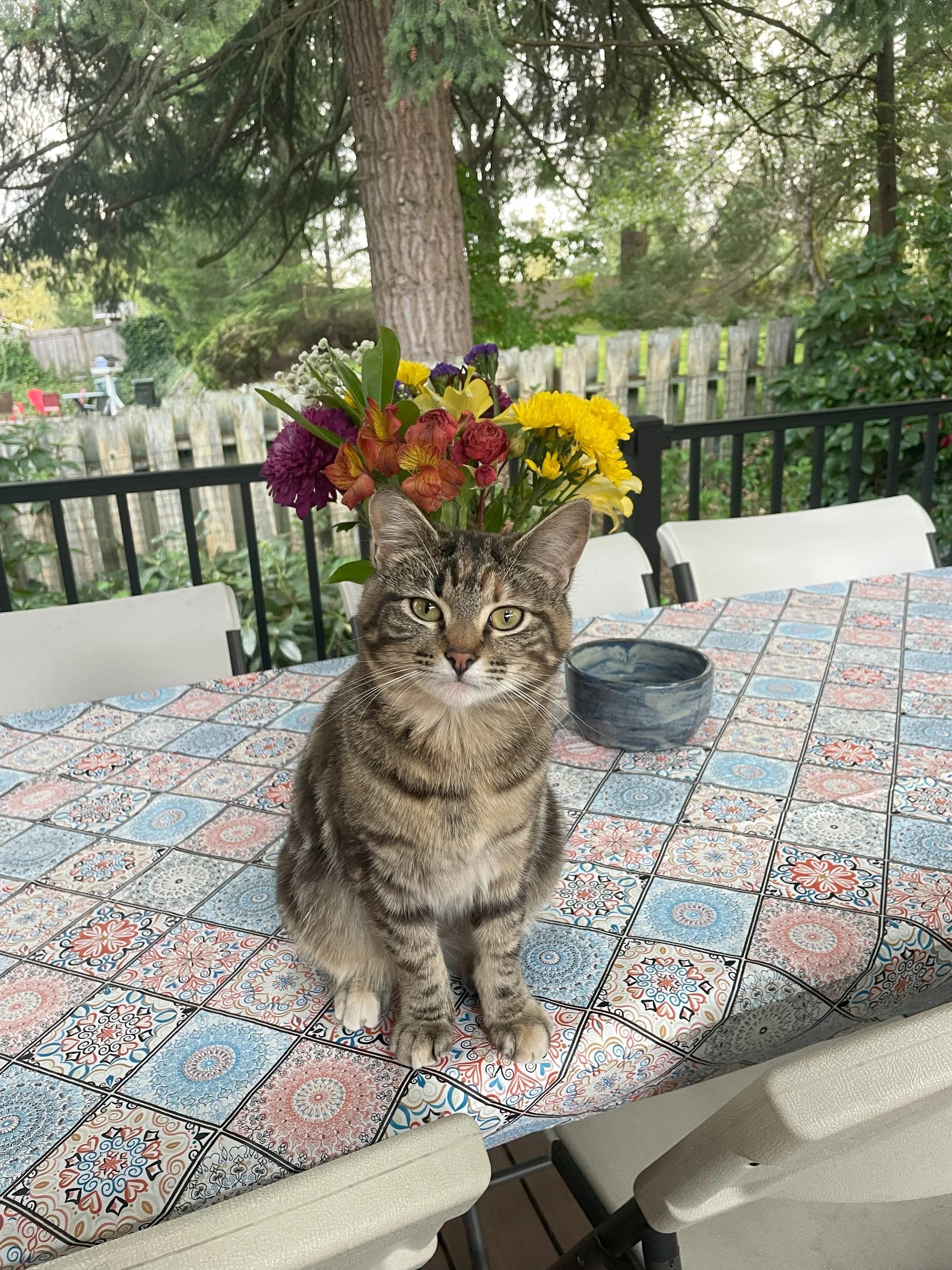 A tabby cat sitting on a table with a patterned tablecloth, in front of a vase of colorful flowers on a patio or backyard deck, with a tree and a wooden fence in the background.