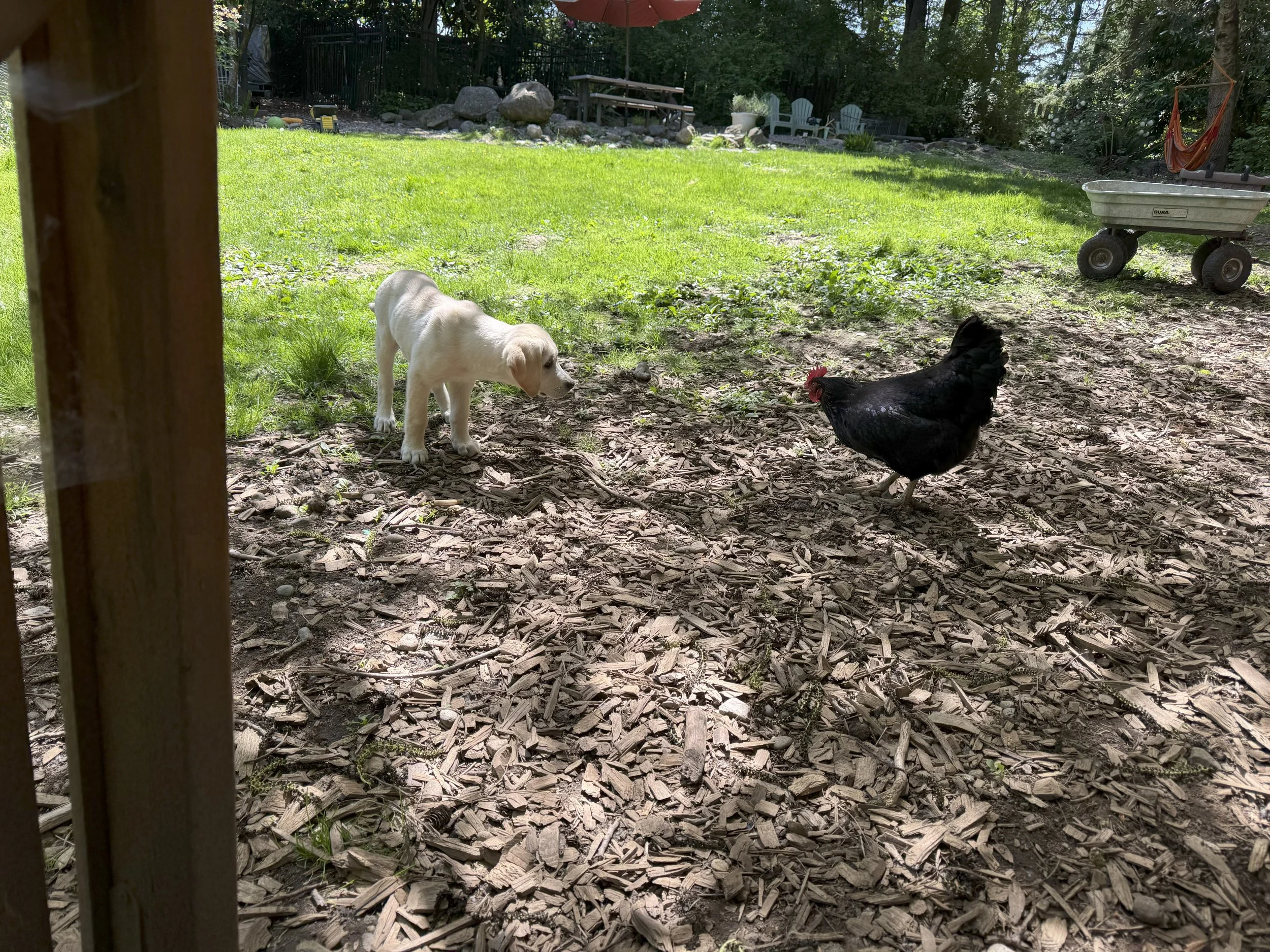A puppy and a chicken in a backyard during daytime with grass, trees, and outdoor furniture in the background.