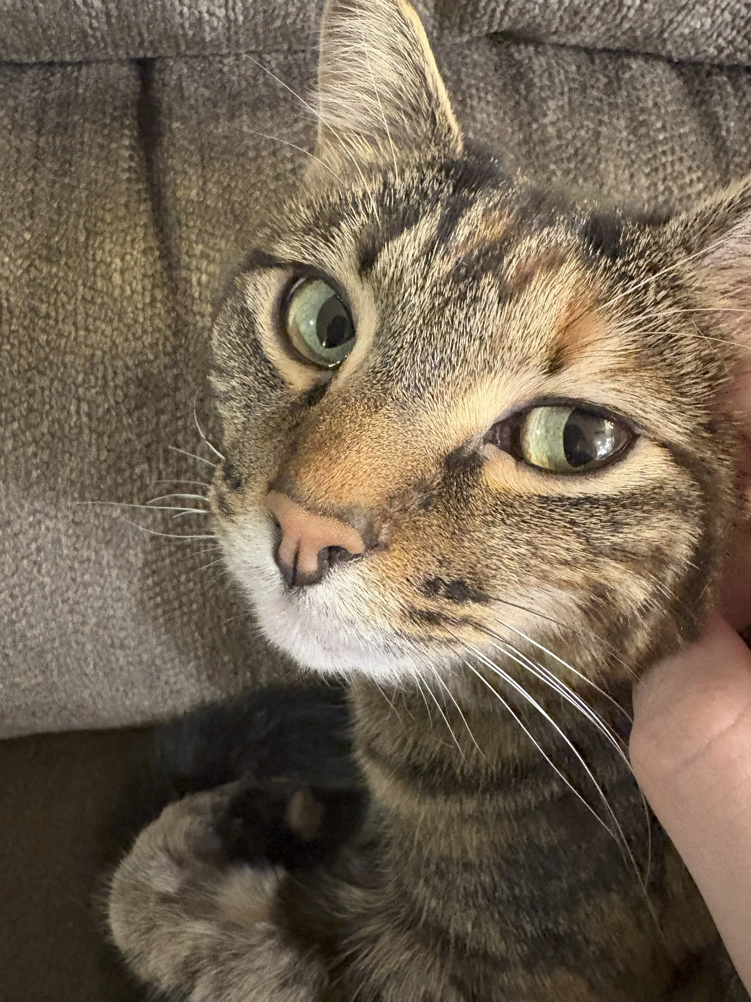 Close-up of a tabby cat with green eyes, a pink nose, and a dark freckles on its face being gently held or petted by a person's hand.