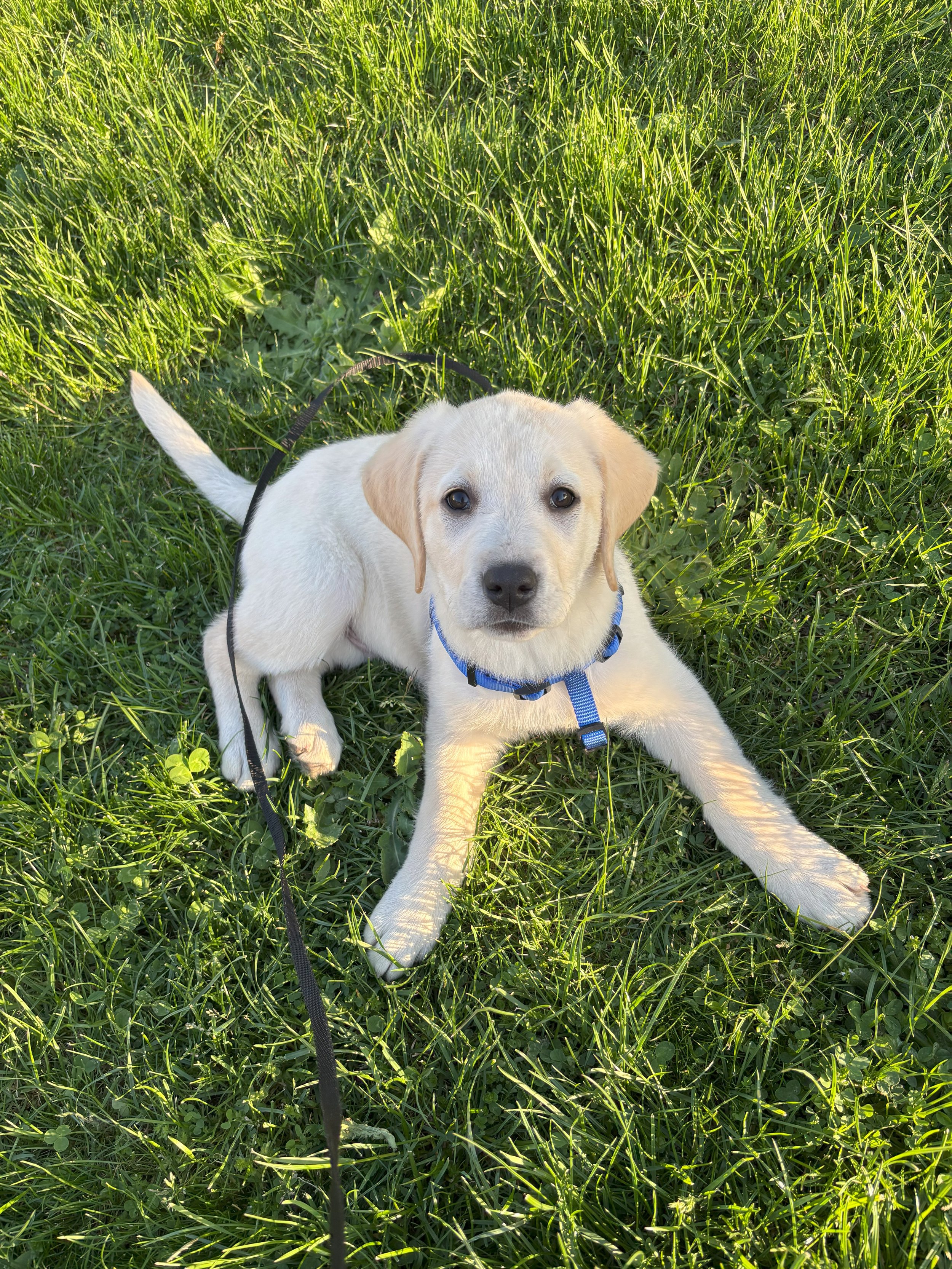 A young yellow Labrador Retriever puppy with a blue collar lying on green grass, looking up at the camera.