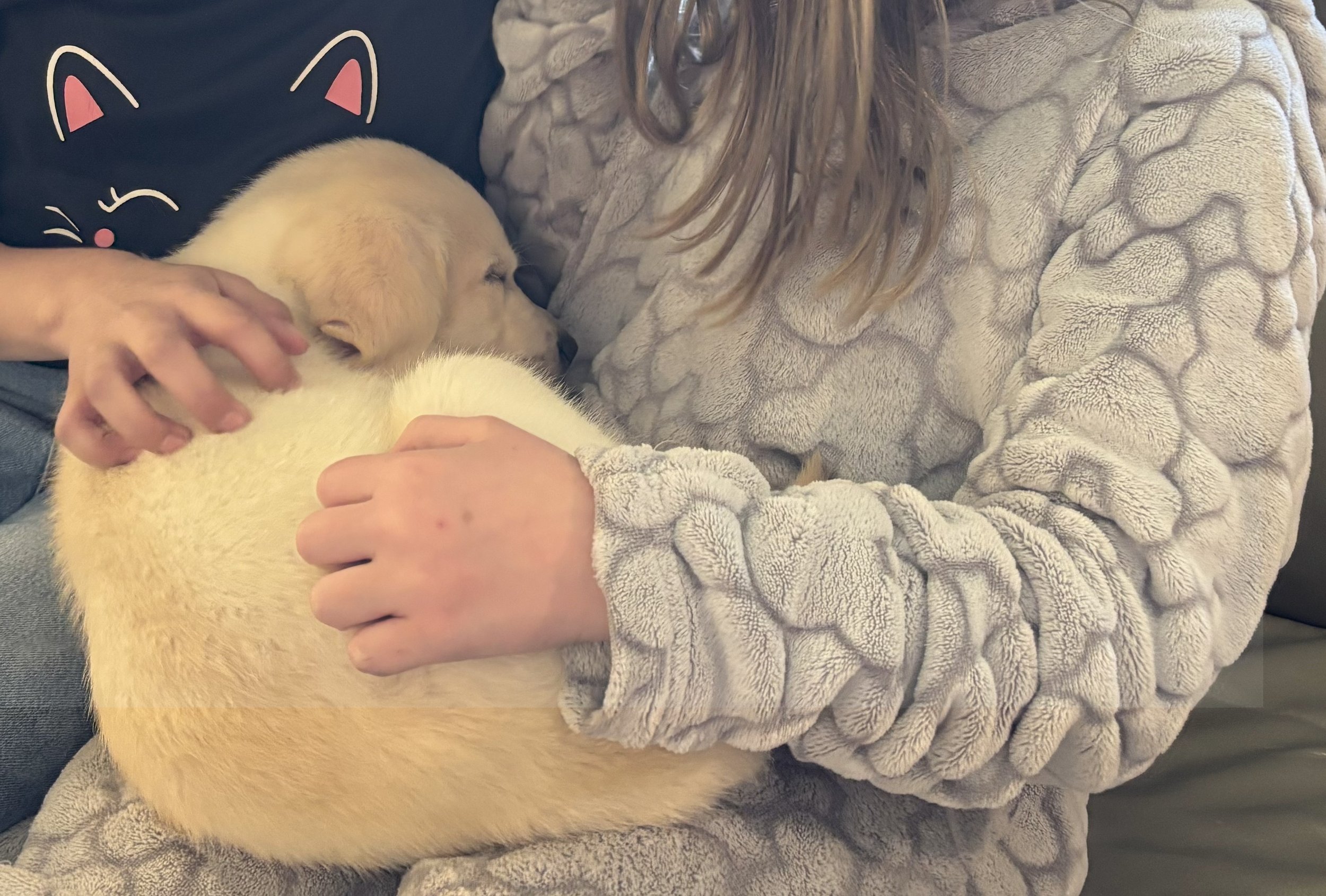 A person holding a sleeping yellow Labrador puppy on their lap, with another person petting the puppy's head. The person holding the puppy is wearing a light grey, textured fleece jacket, and the other person is wearing a black shirt with a cartoon c