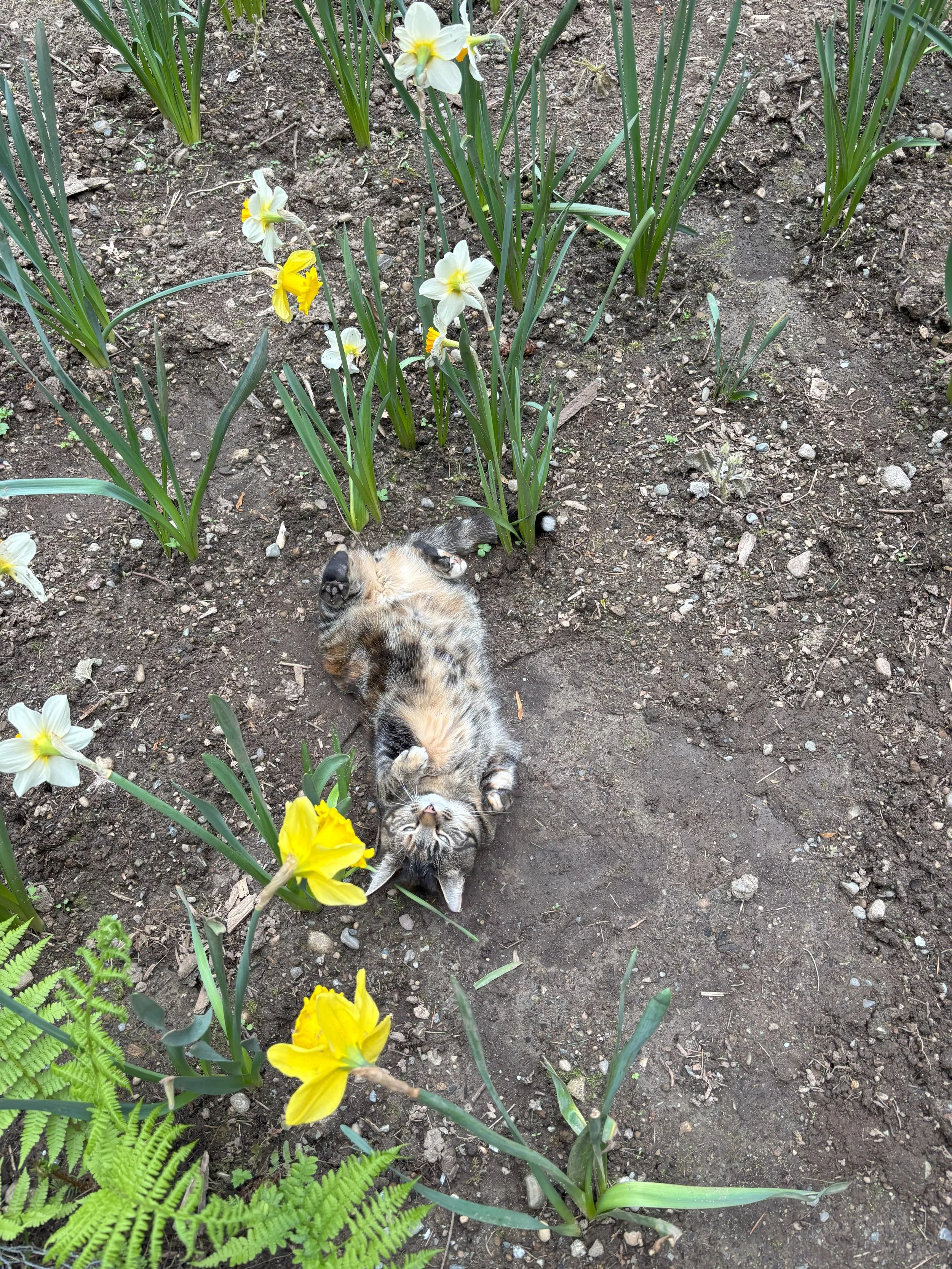 A tabby kitten lying on its back on bare dirt surrounded by yellow and white daffodil flowers, with its eyes closed and paws tucked up.