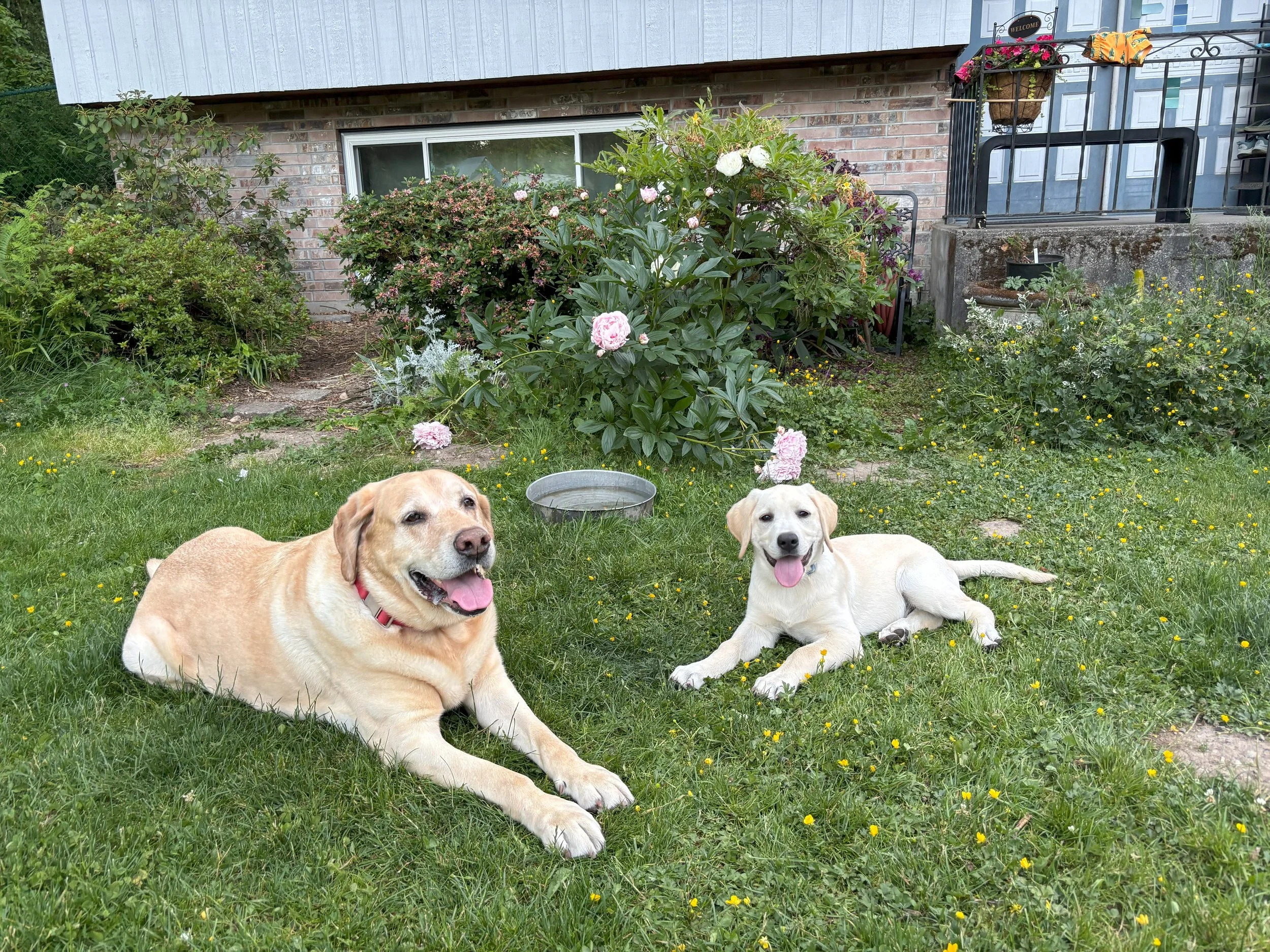 Two Labrador Retrievers lying on a grassy backyard with blooming flowers, bushes, and a house in the background.
