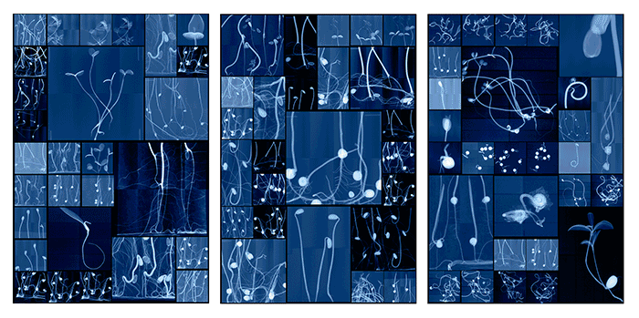 Simulacra<p class="showdate">June 25 – October 10, 2026