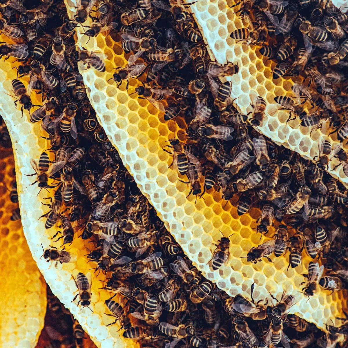 Creative Matters in Programmatic (Yes, Really): Optimizing Ad Assets for Scale