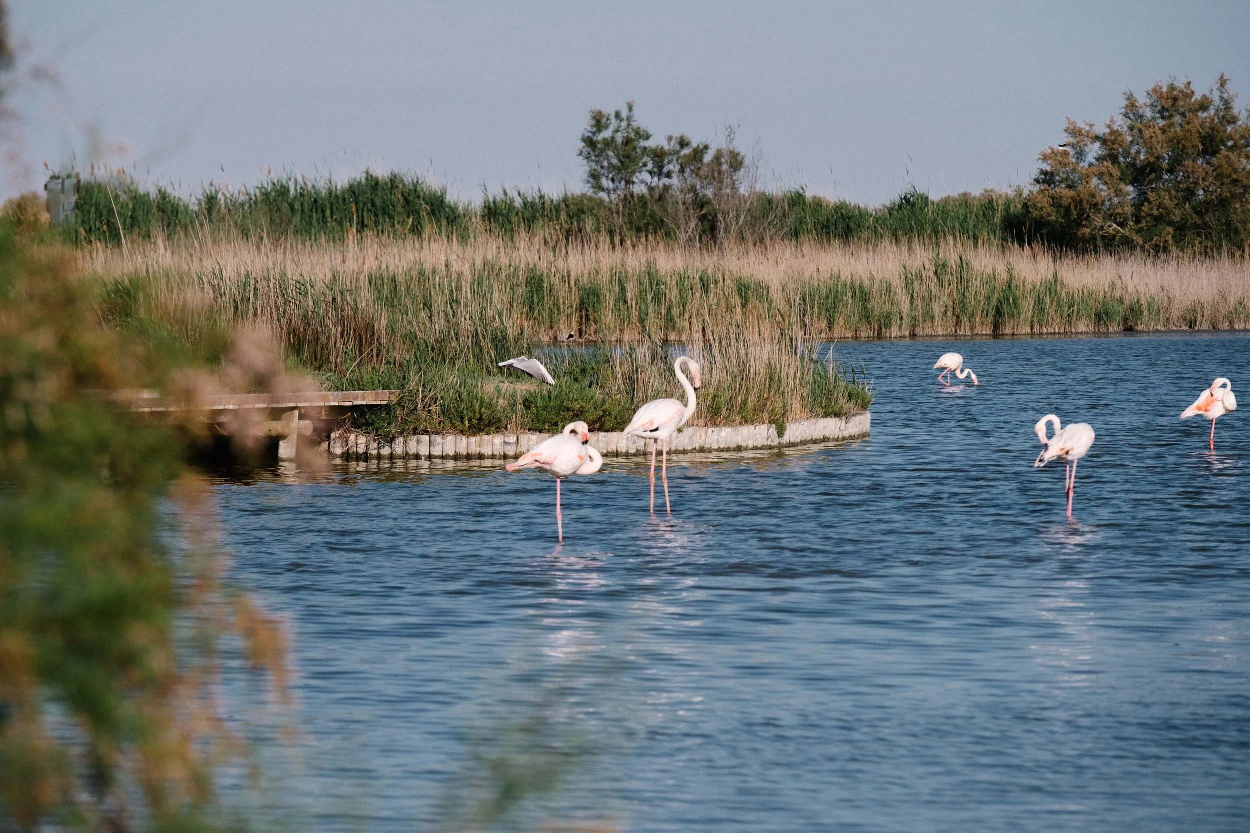 ©MAUDISMON-CAMARGUE-0485.JPG