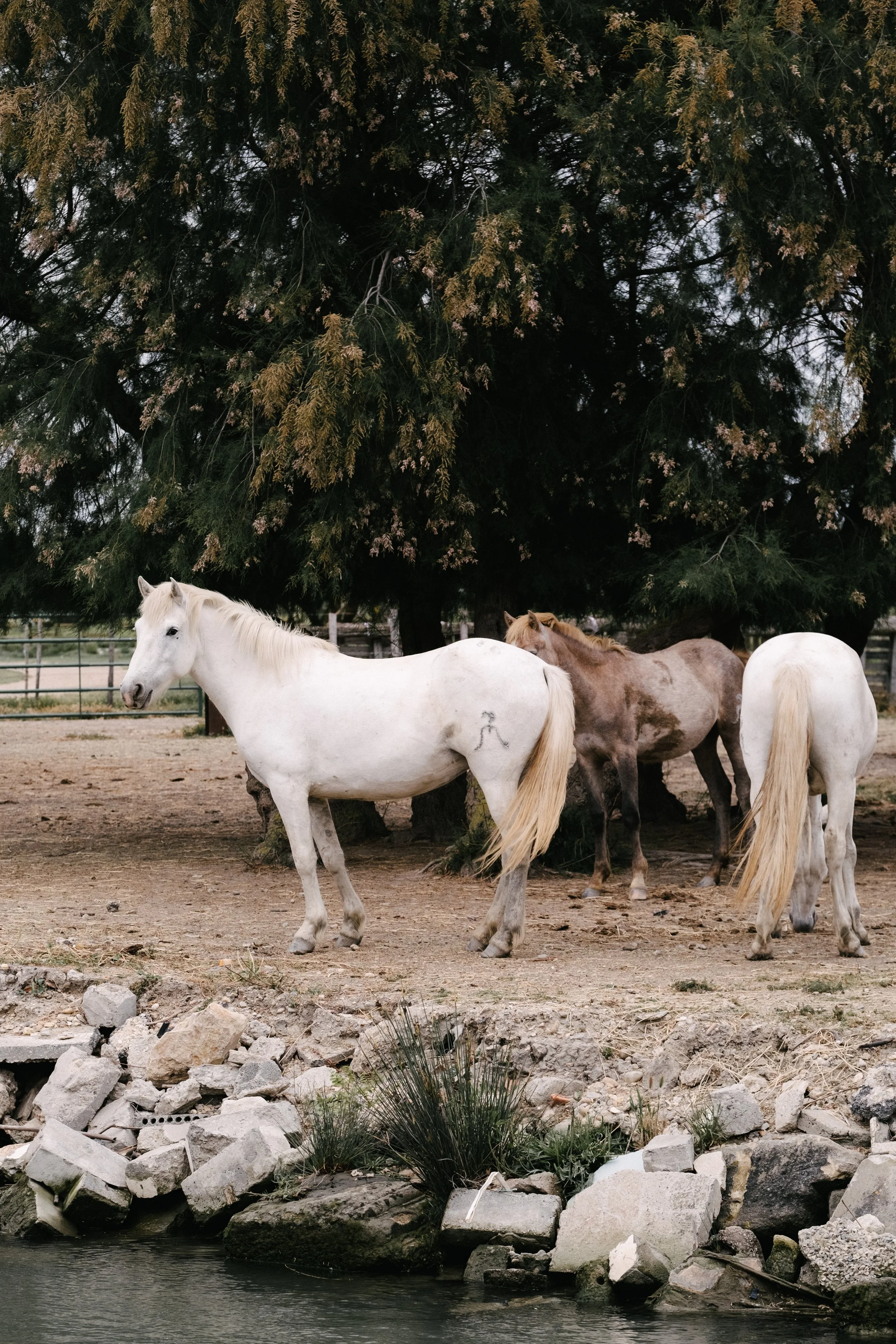 ©MAUDISMON-CAMARGUE-0540.JPG