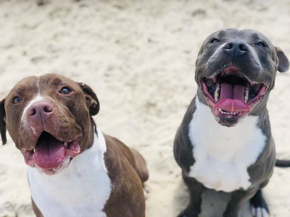 Pixies and Paws Rescue