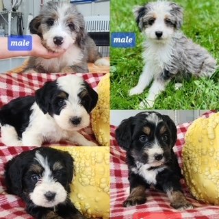 Adoptable Animals — Pixies and Paws Rescue