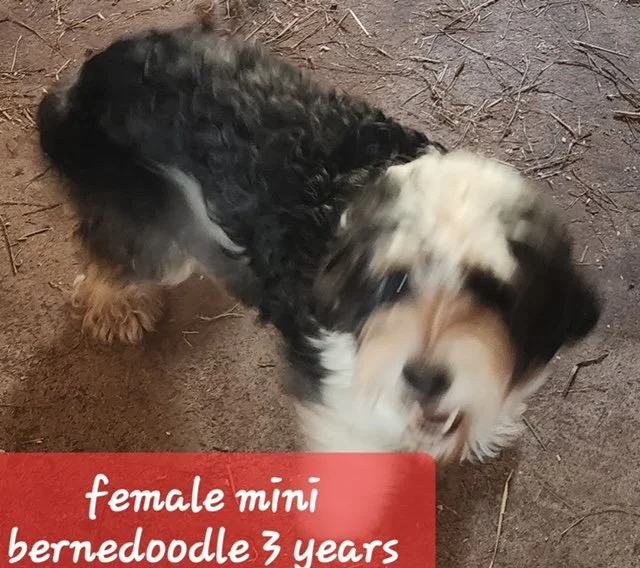 Adoptable Animals — Pixies and Paws Rescue