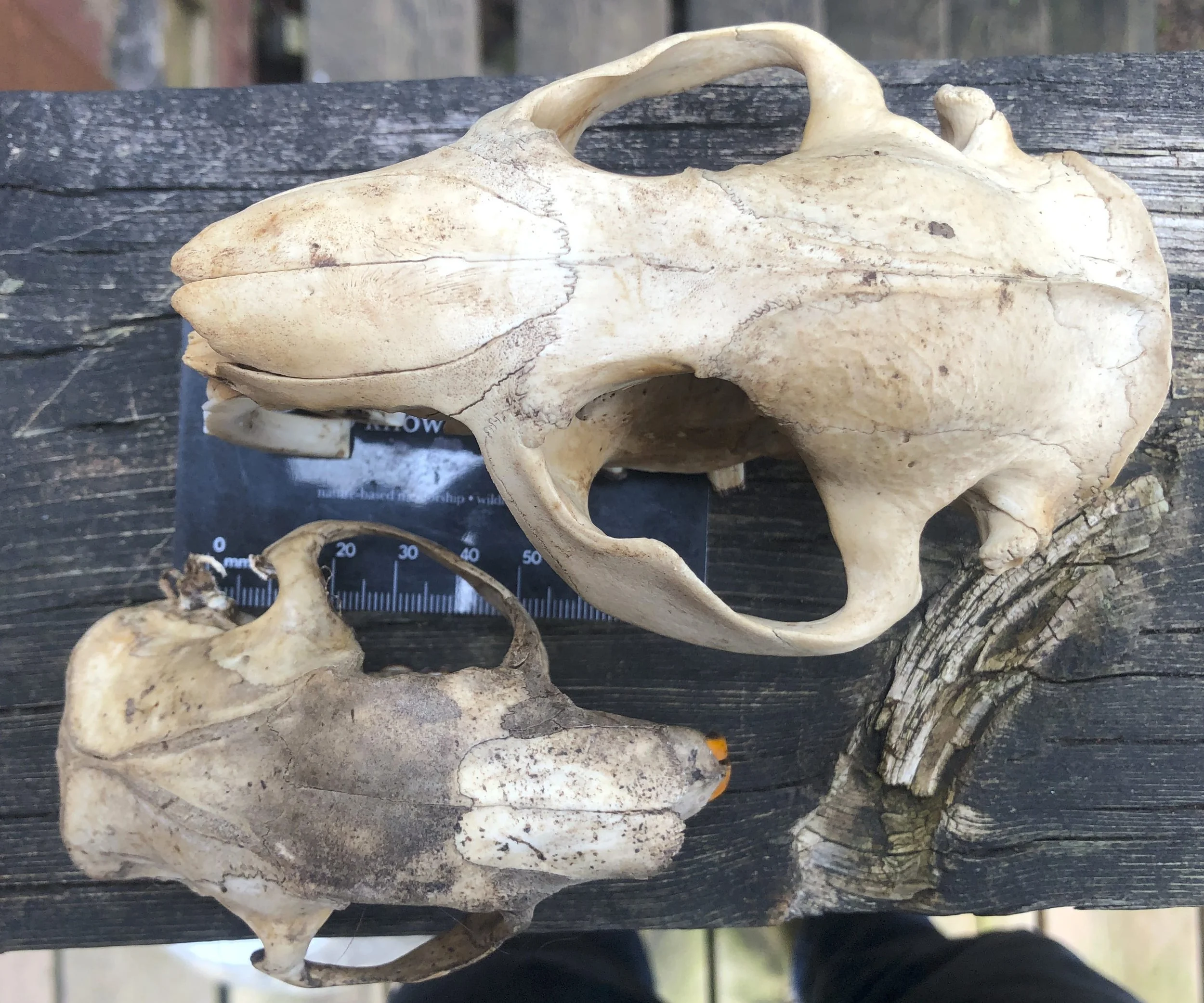 Determining the Difference Between North American Porcupine and the North American Beaver Skulls