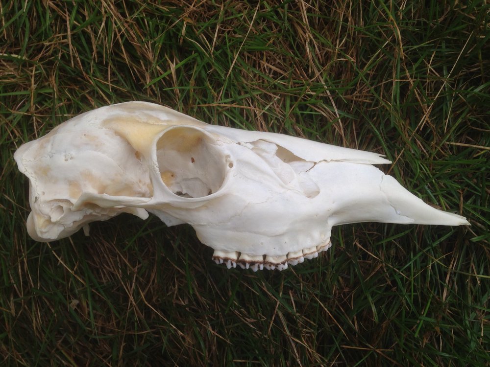 How To Clean A Skull Earth Tracks